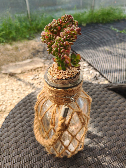 Succulent Retro Hemp Rope Vase - Sedeveria 'Letizia' crista