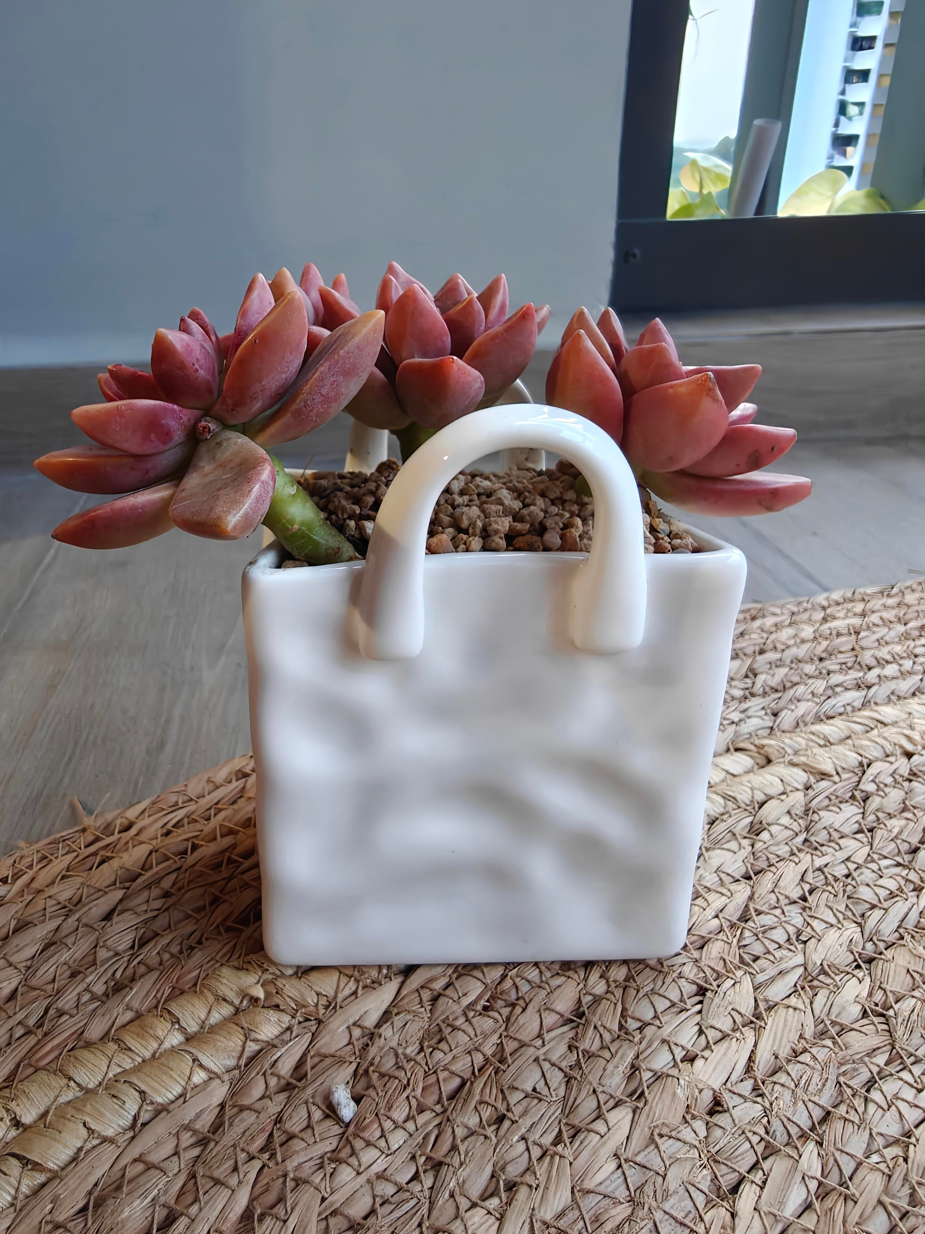 Succulent Tote Planter – Graptosedum Bronze - SlowBloomGreens