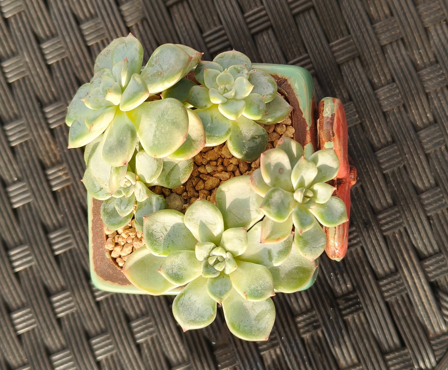 Succulent Ceramic Butterfly Square Teal Planter – Graptoveria 'Titubans'