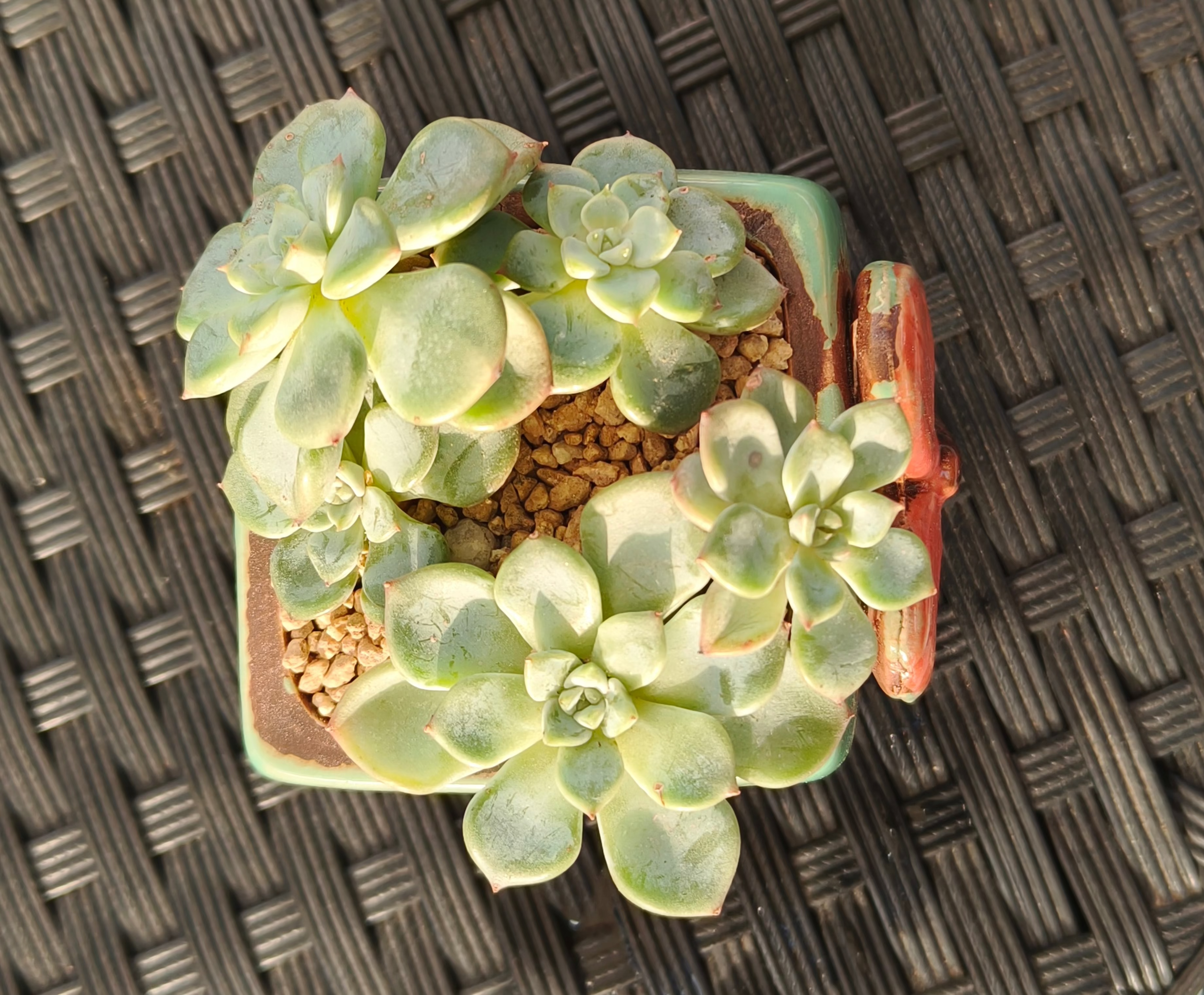 Succulent Ceramic Butterfly Square Teal Planter – Graptoveria 'Titubans' - SlowBloomGreens