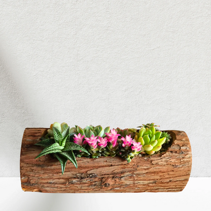 Customised Succulents arrangement 🌿 Natural Wood Planter