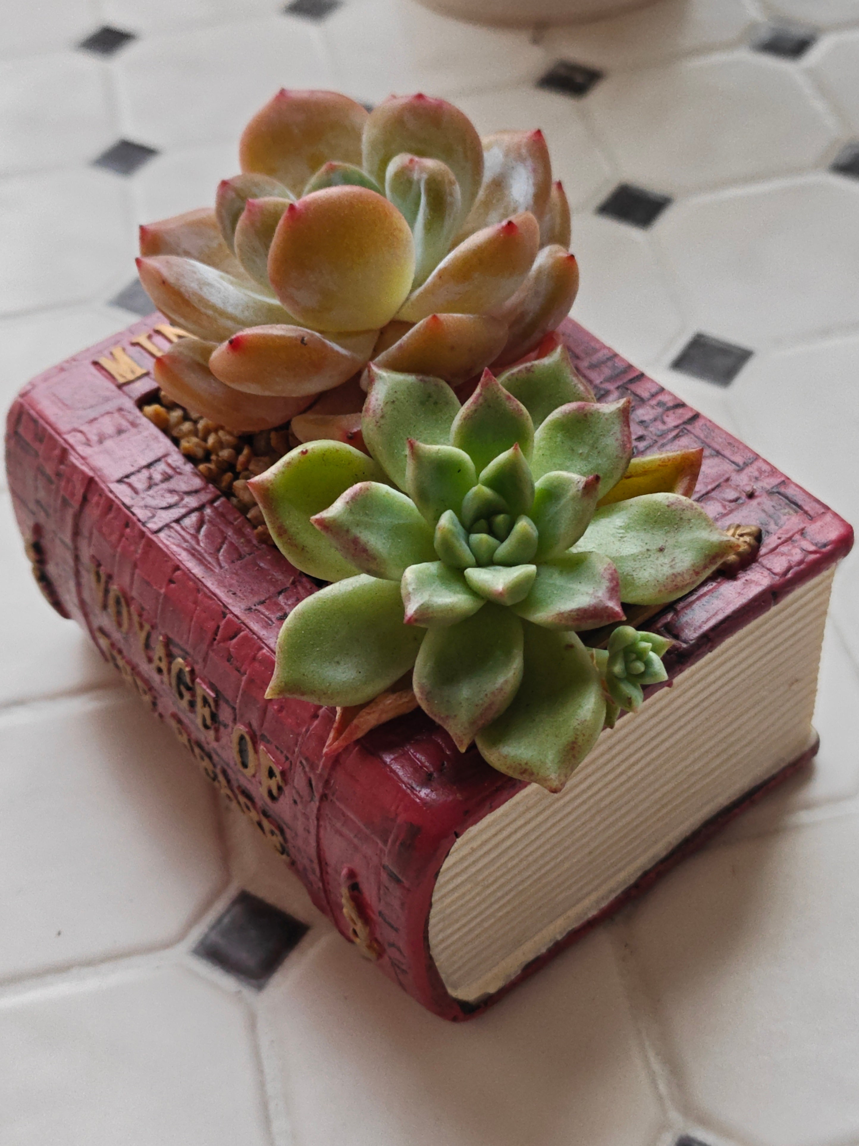 Succulent Book Nook Planter– Assorted Succulents