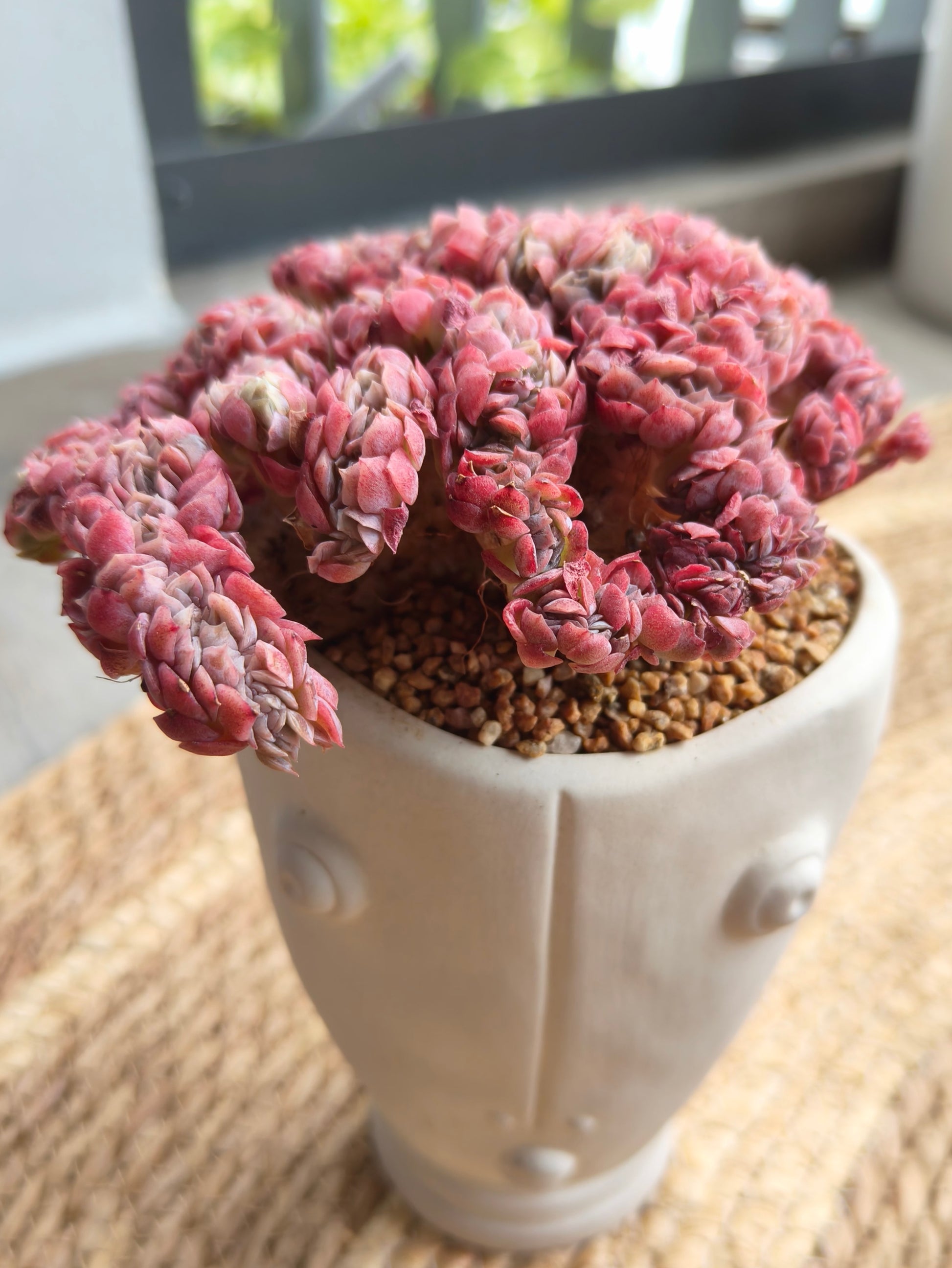 Succulent Serene Muse Face Planter – Echeveria Raspberry crested *Sales 18% - SlowBloomGreens