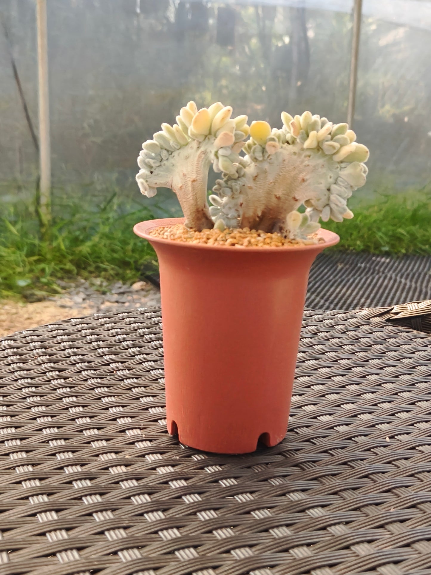Succulent Starter Planter - Echeveria Pulvinata 'Frosty' f. cristata.