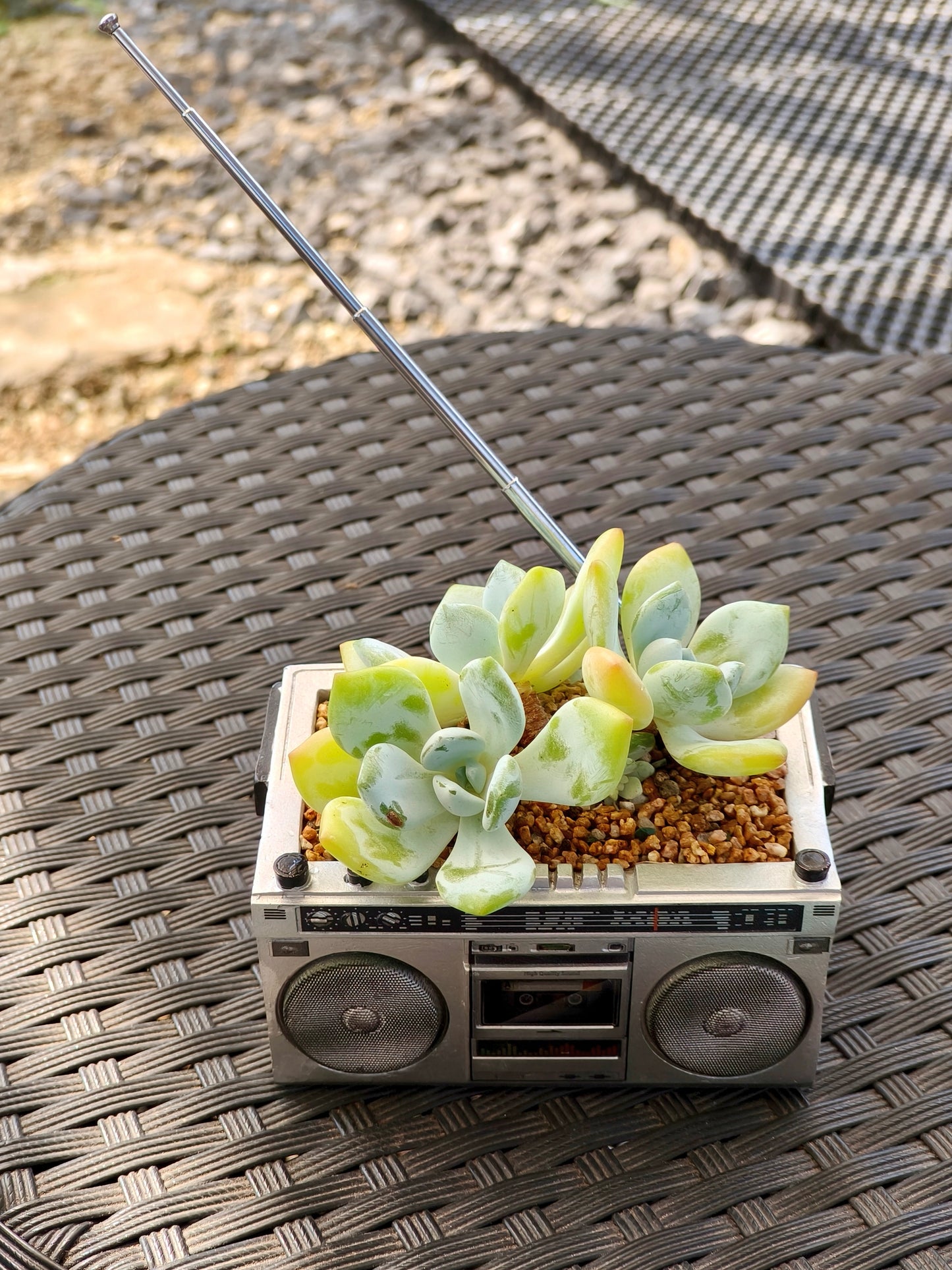 Succulent Retro Boombox – Echeveria Hybrid