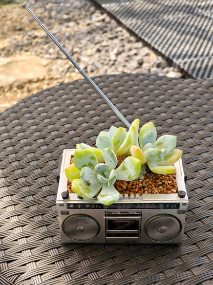 Succulent Retro Boombox – Echeveria Hybrid