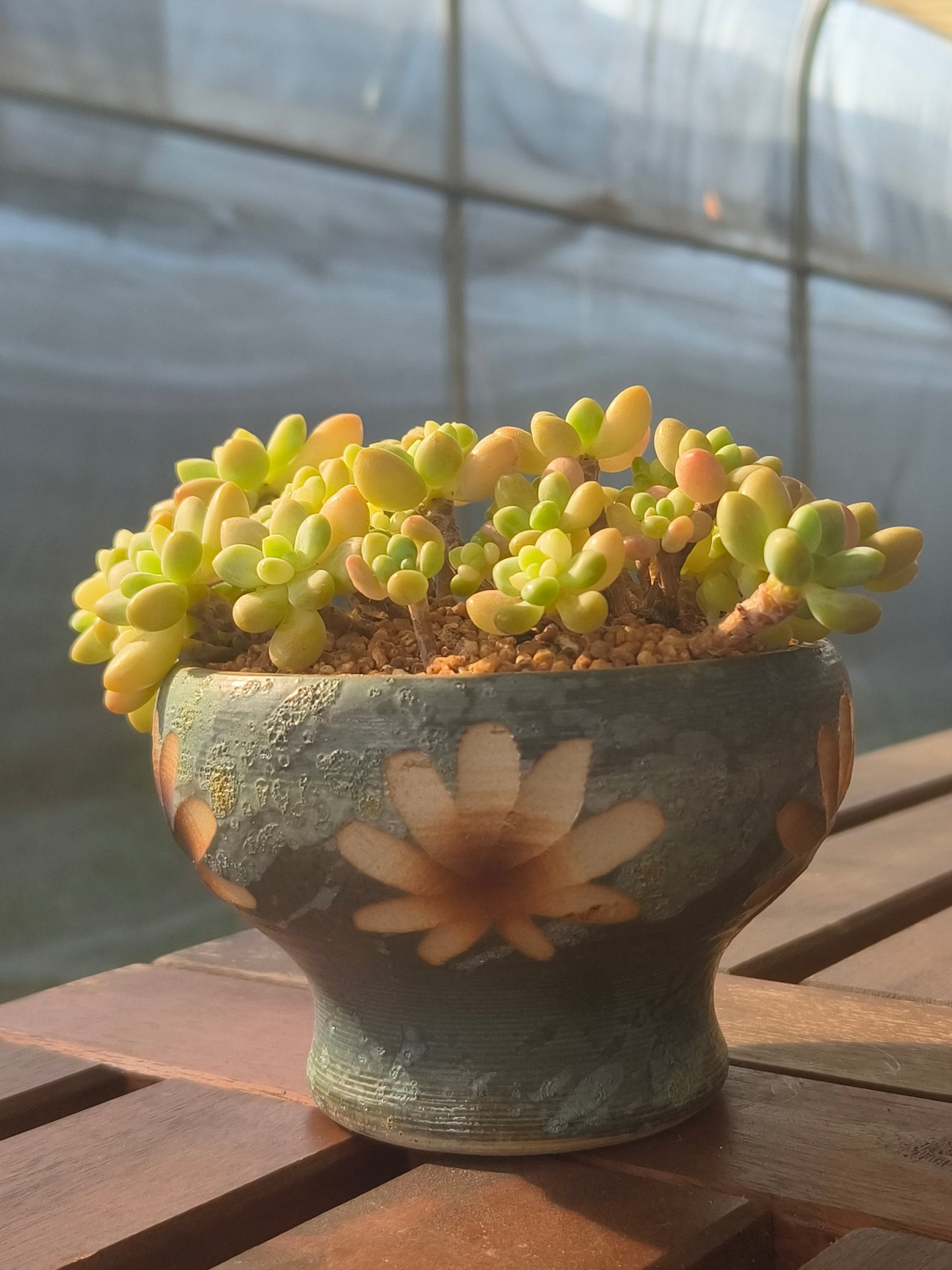 Succulent Moonlit Bloom Planter – Blue-Green with Graptopetalum Mendoza - SlowBloomGreens