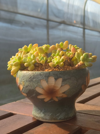 Succulent Moonlit Bloom Planter – Blue-Green with Graptopetalum Mendoza - SlowBloomGreens