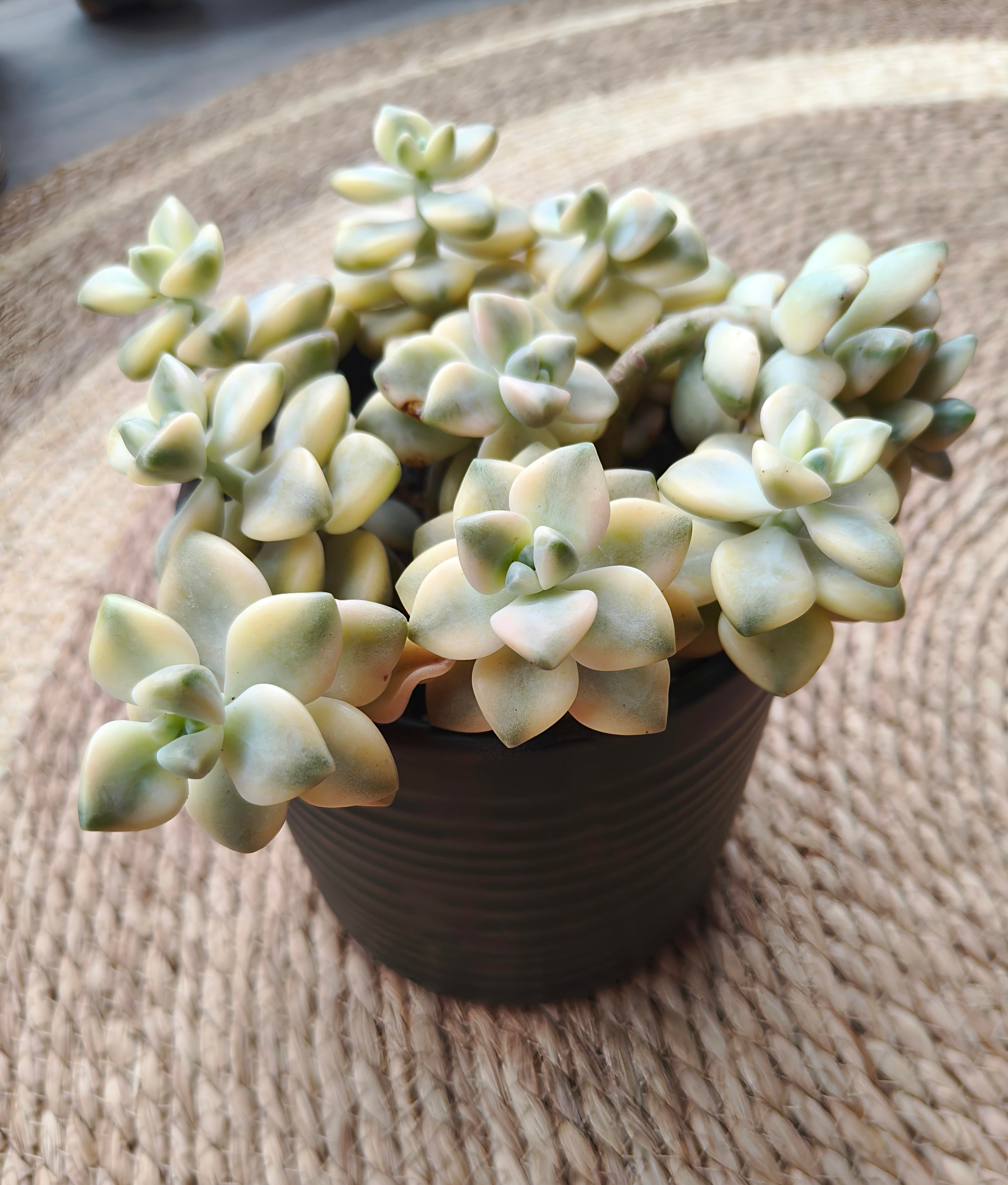 Succulent Ceramic Green Planter - Graptoveria 'Titubans' - SlowBloomGreens