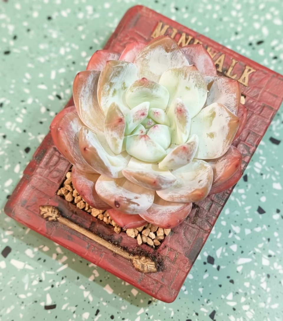Succulent Book Nook – Echeveria Orange Monroe - SlowBloomGreens