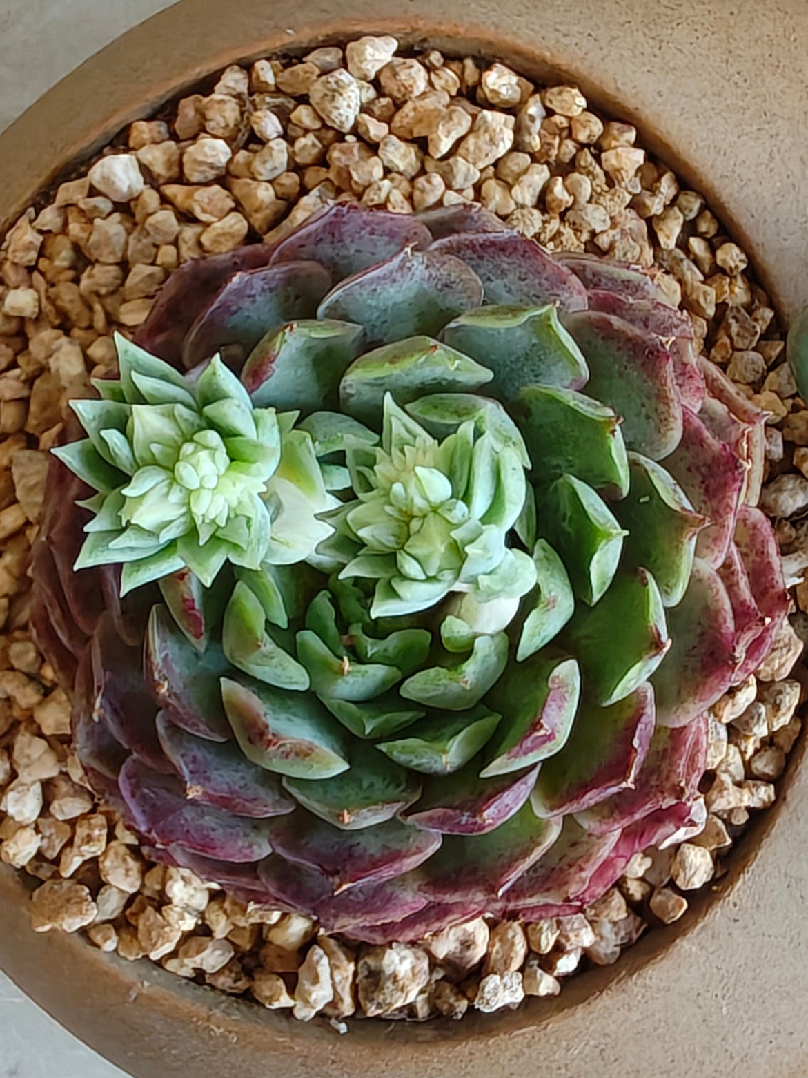 Succulent Butterfly Planter – Echeveria hybrid 'Red Hole (double blooming) - SlowBloomGreens