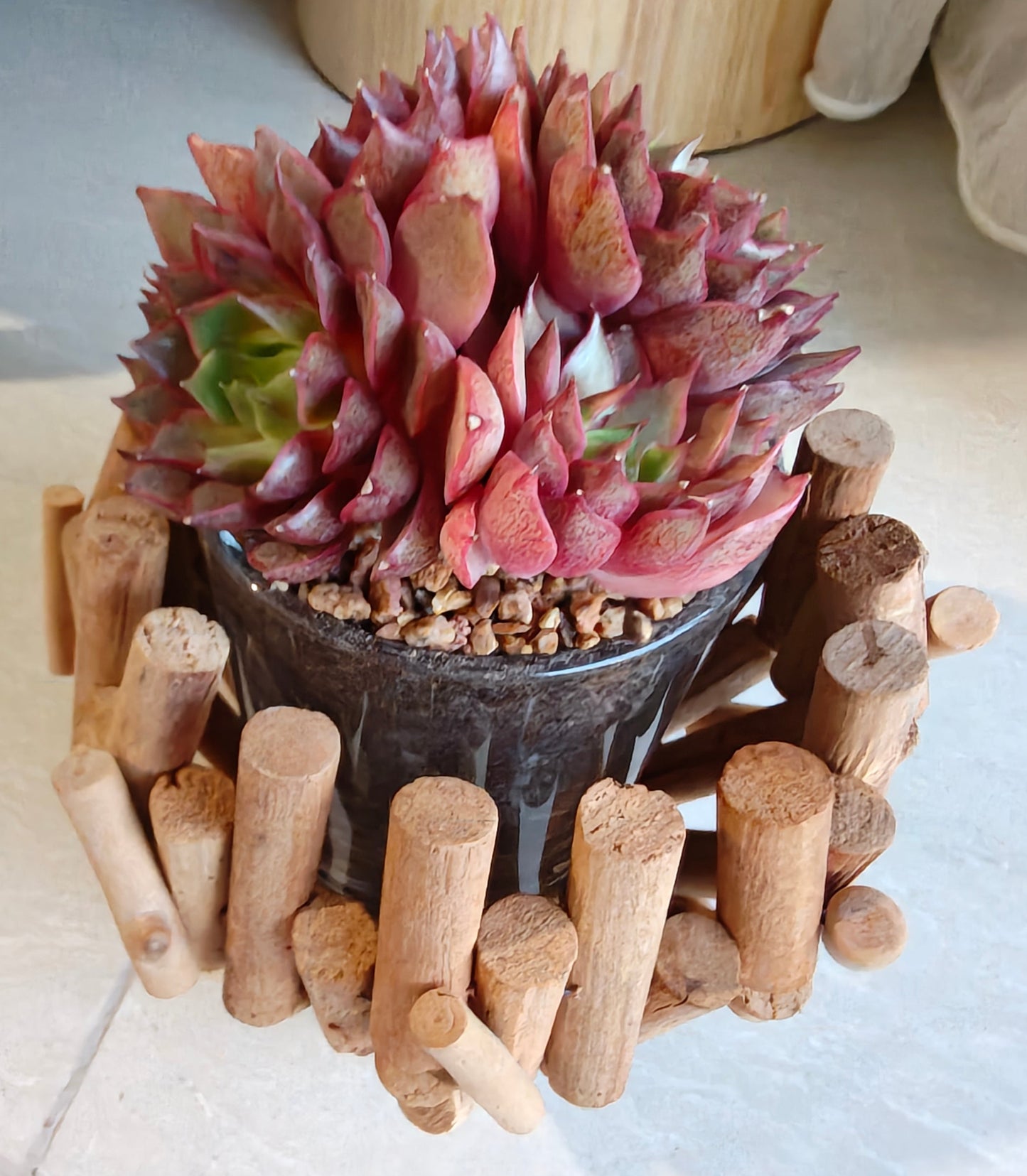 Succulent Rustic Wood Log Planter – Echeveria Agavoides (4-Headed Cluster) - SlowBloomGreens