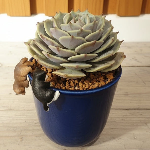 Succulent Glass Oasis Planter – Echeveria ‘Lola’ - SlowBloomGreens