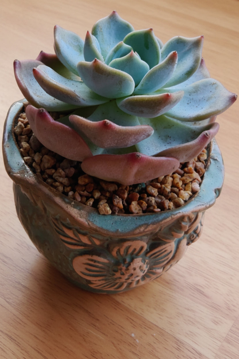 Vintage Teal Succulent Planter – Echeveria 'Bluebird'