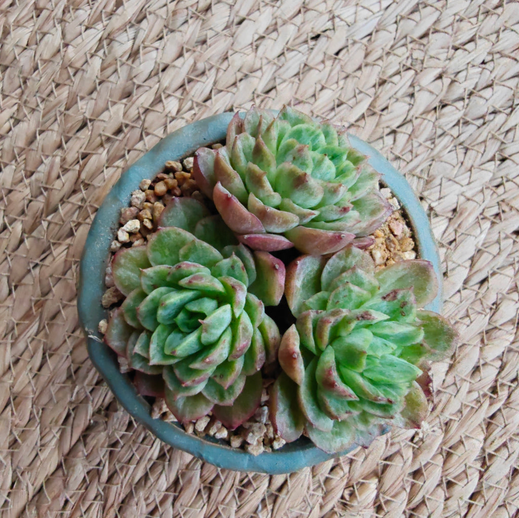 Vintage Teal Succulent Planter – Echeveria 'Lime n Chili' - SlowBloomGreens
