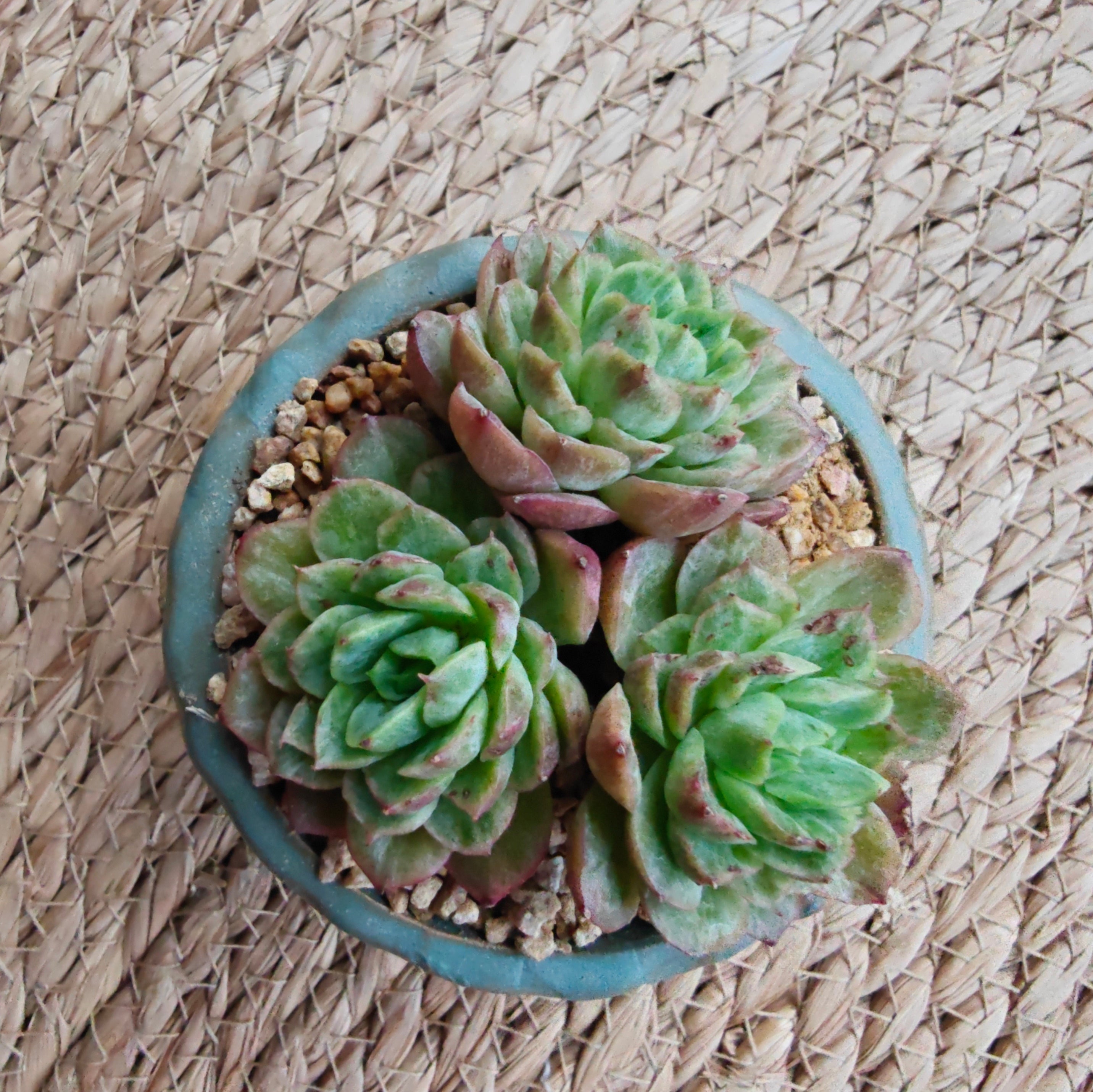 Vintage Teal Succulent Planter – Echeveria 'Lime n Chili' - SlowBloomGreens