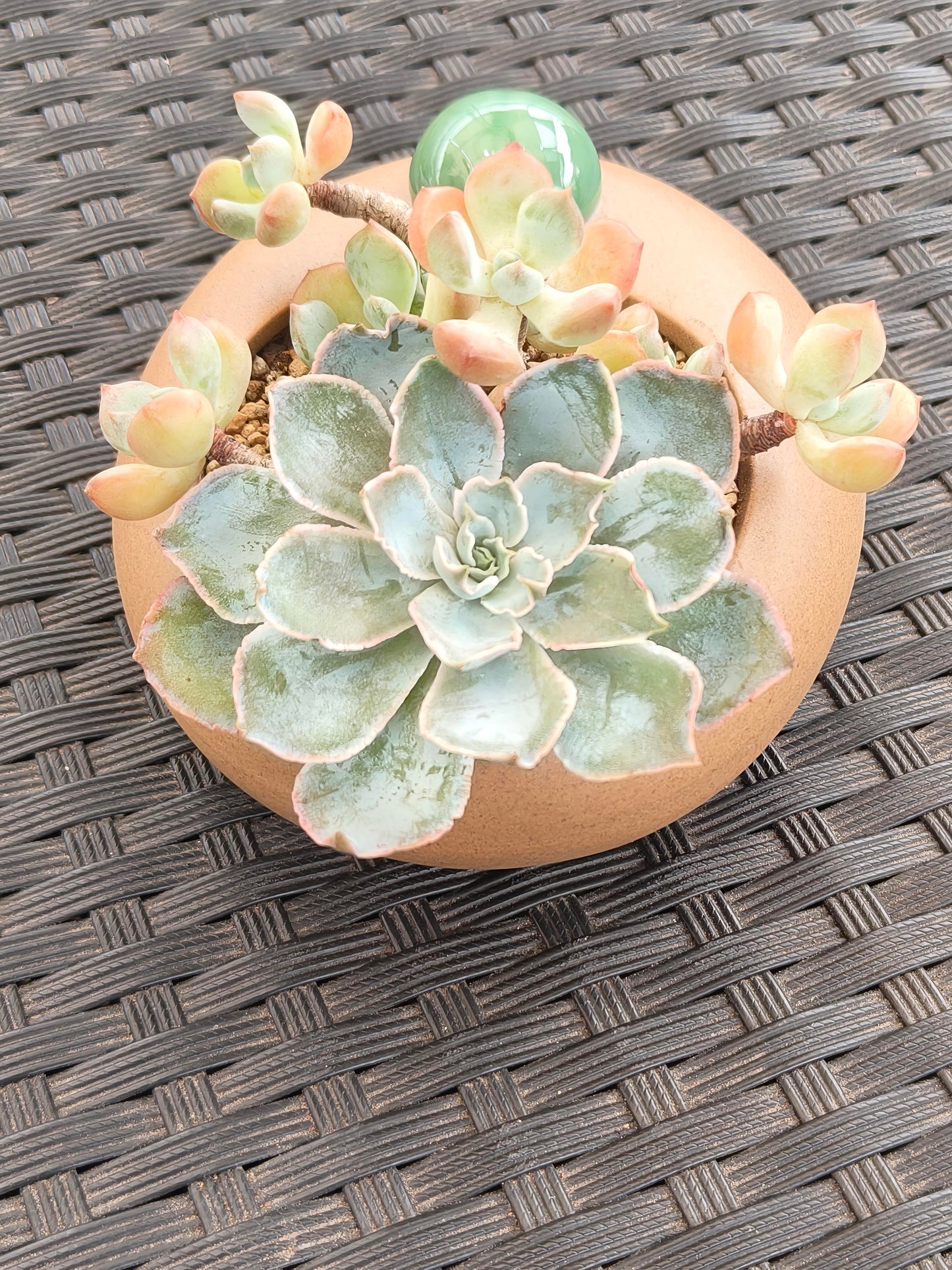 Succulent Seven-Spotted Ladybug Planter – Handcrafted Succulents