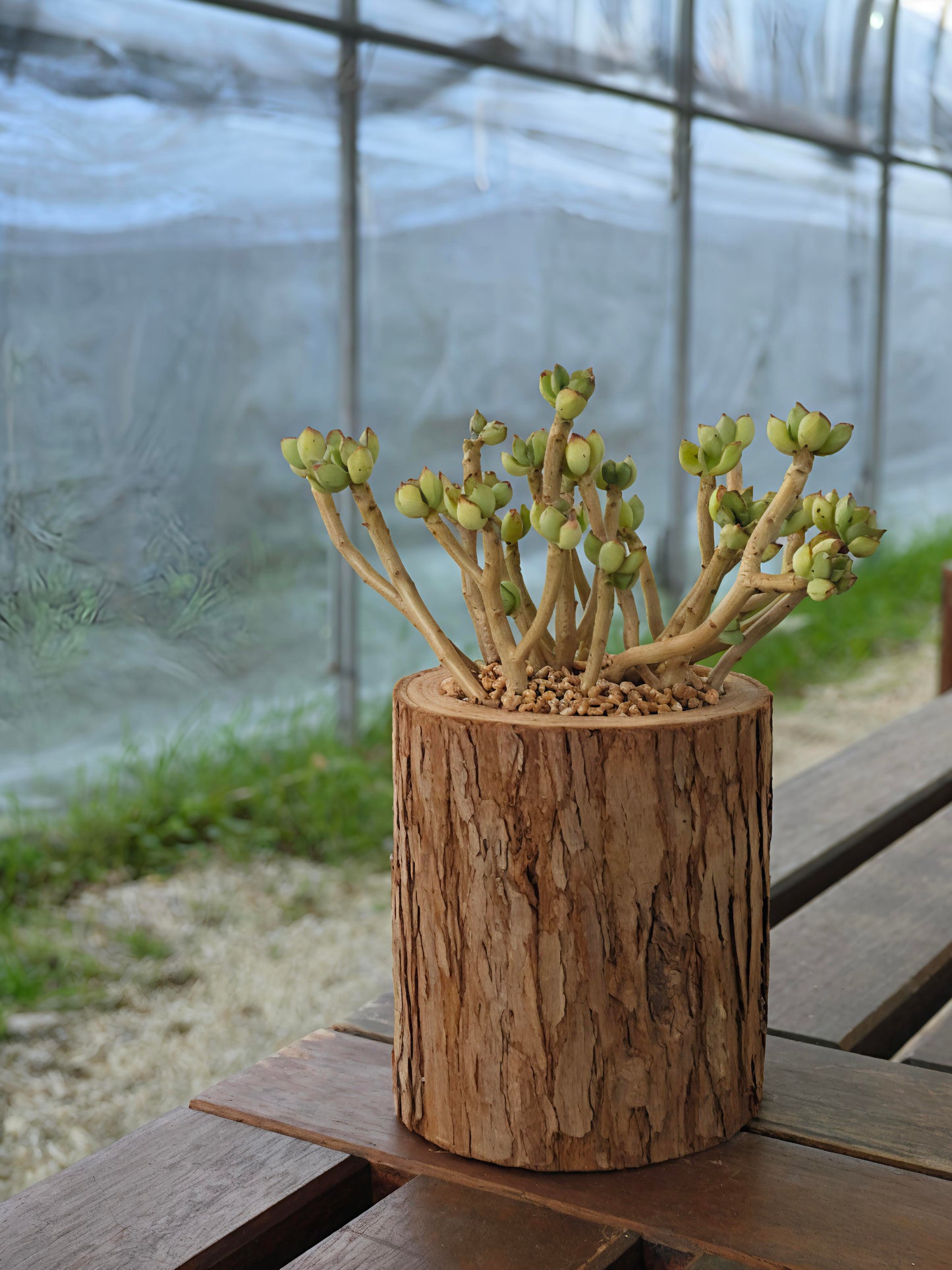 Succulent Nature Log - Echeveria Supia