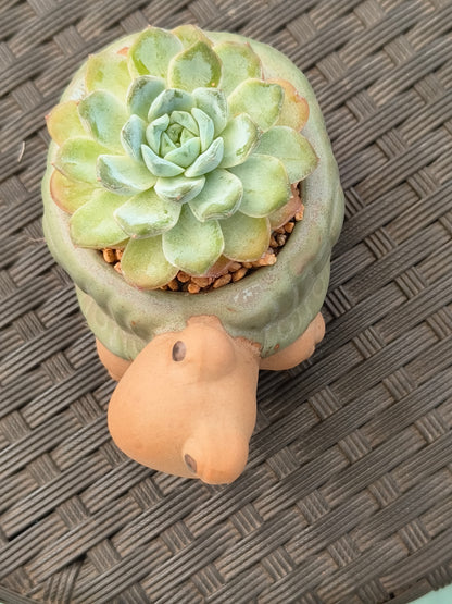 Succulent Tortoise Planter- Echeveria Ice Green - SlowBloomGreens