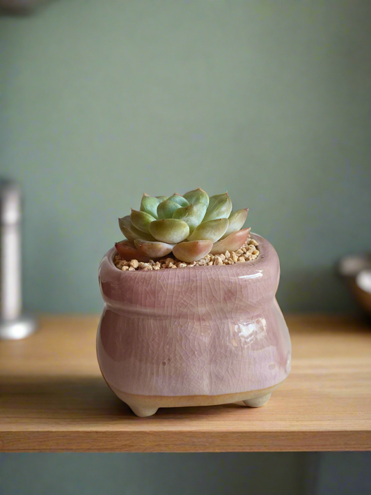 Handcrafted Succulent Glaze Square Pot - Gift Favors with pink finish