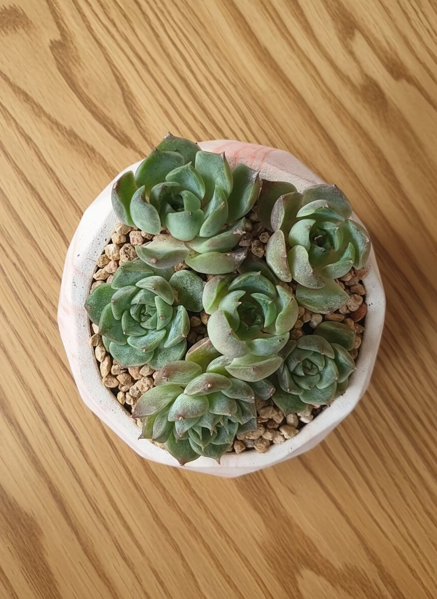 Succulent Classic Marble Orange Planter – Echeveria Elegans