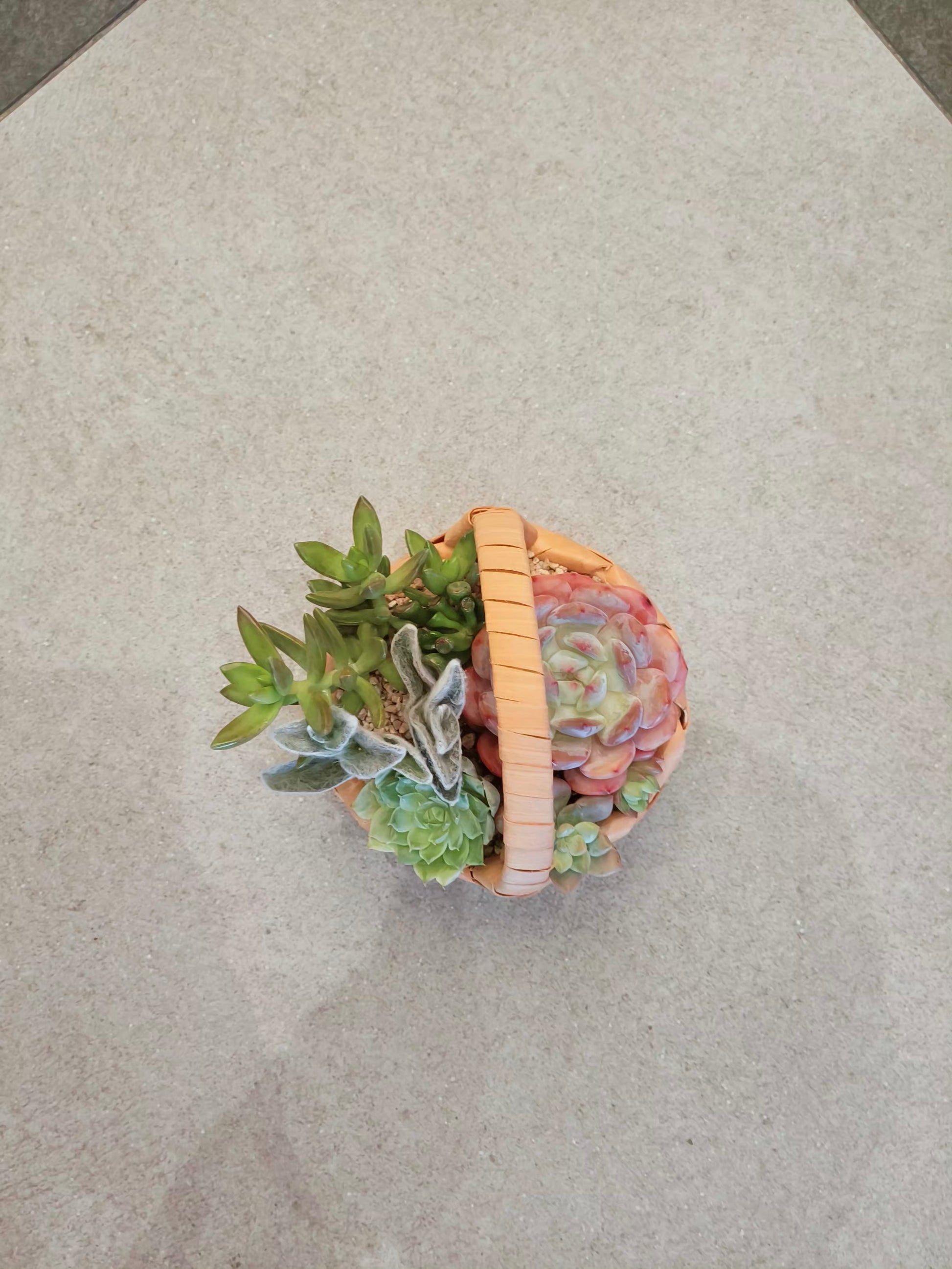 (Copy) Succulent Basket Bliss ( Customised) - SlowBloomGreens