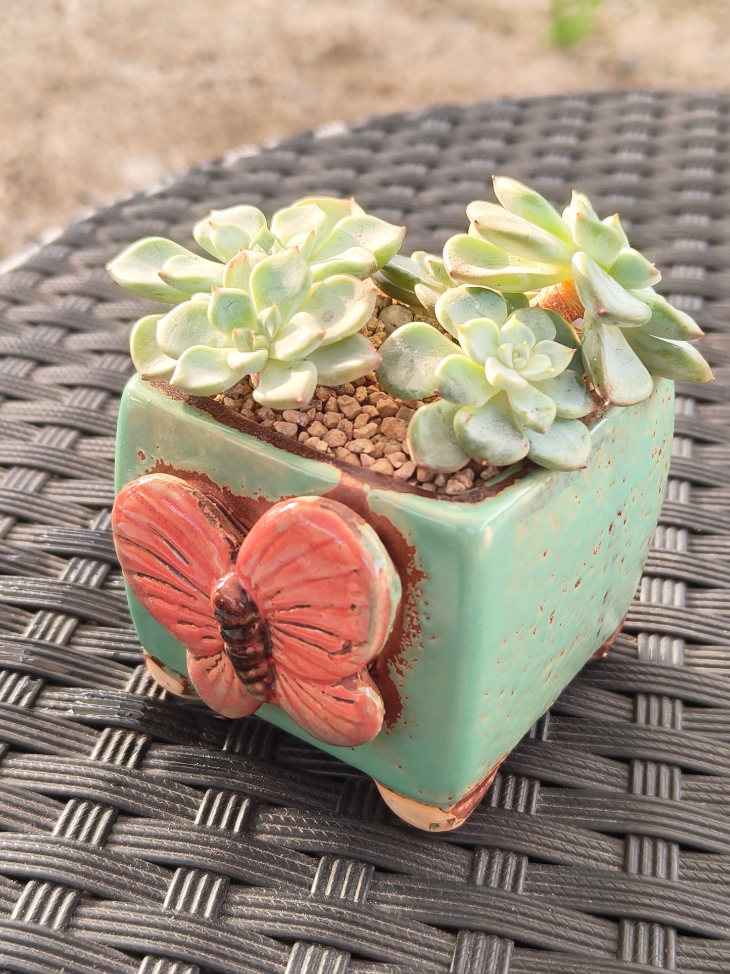Succulent Ceramic Butterfly Square Teal Planter – Graptoveria 'Titubans'