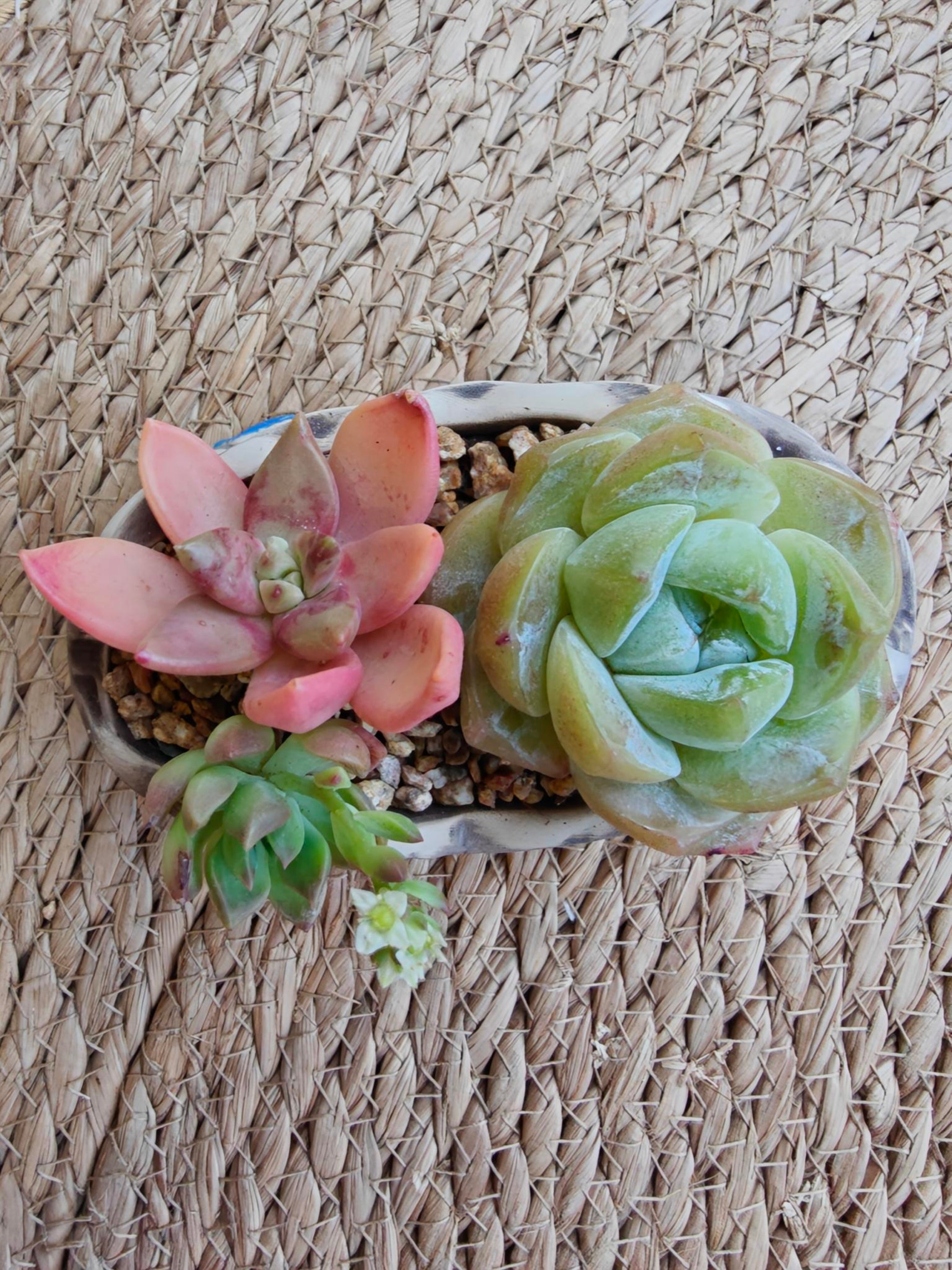 Rustic Bloom Succulent Planter – Echeveria Ice Green with Graptosedum Bronze