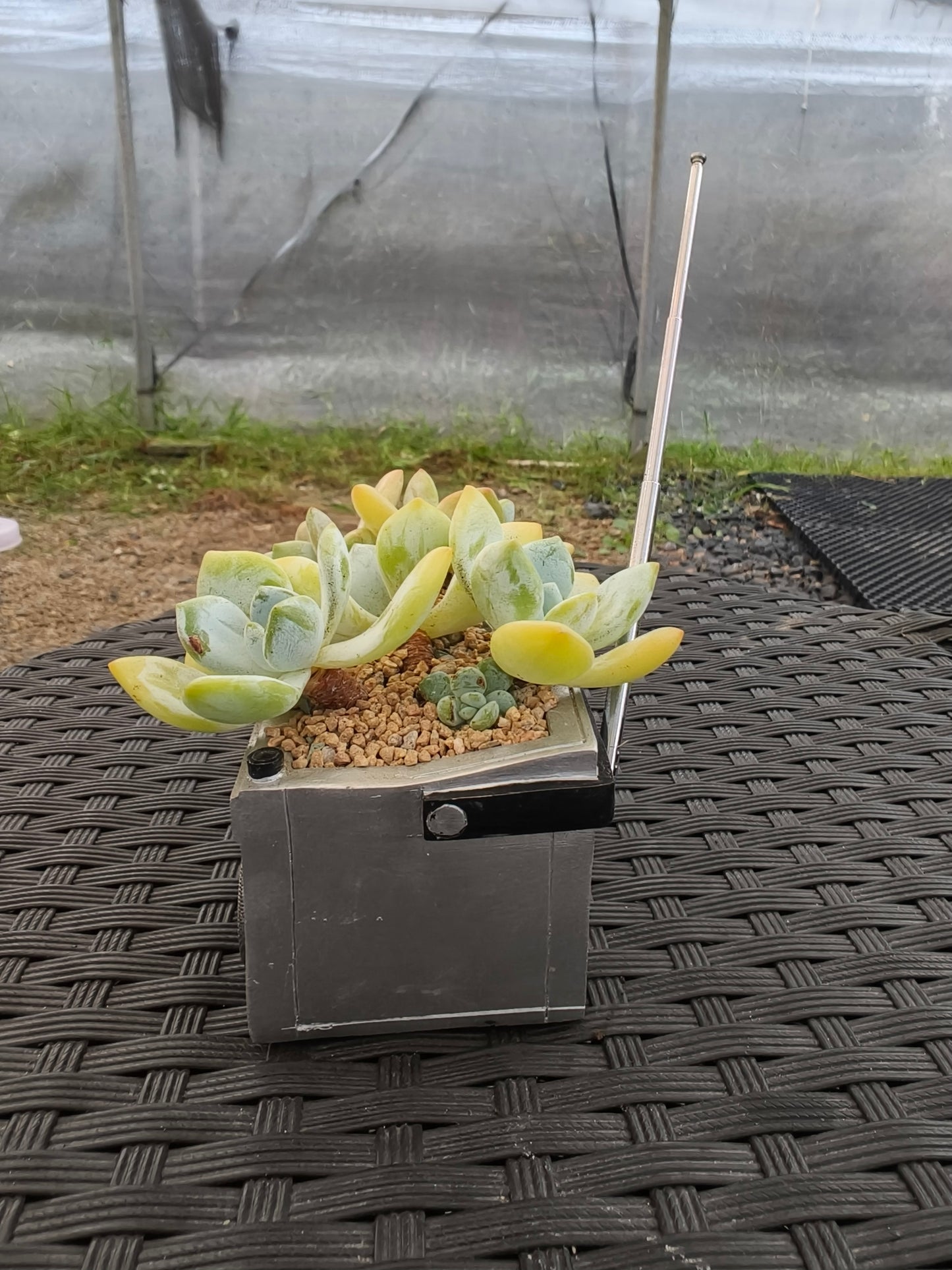 Succulent Retro Boombox – Pachyphytum oviferum