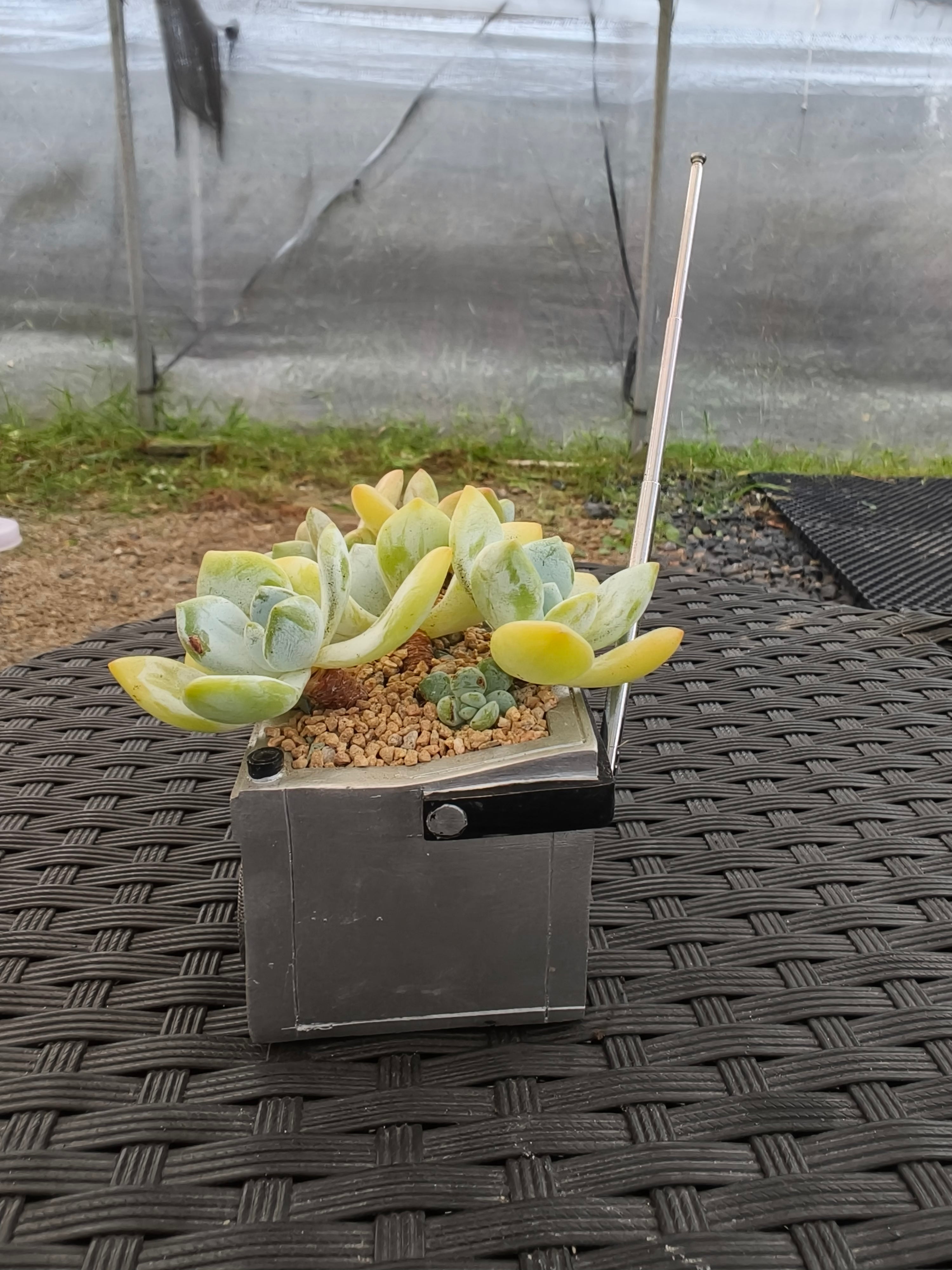 Succulent Retro Boombox – Pachyphytum oviferum - SlowBloomGreens