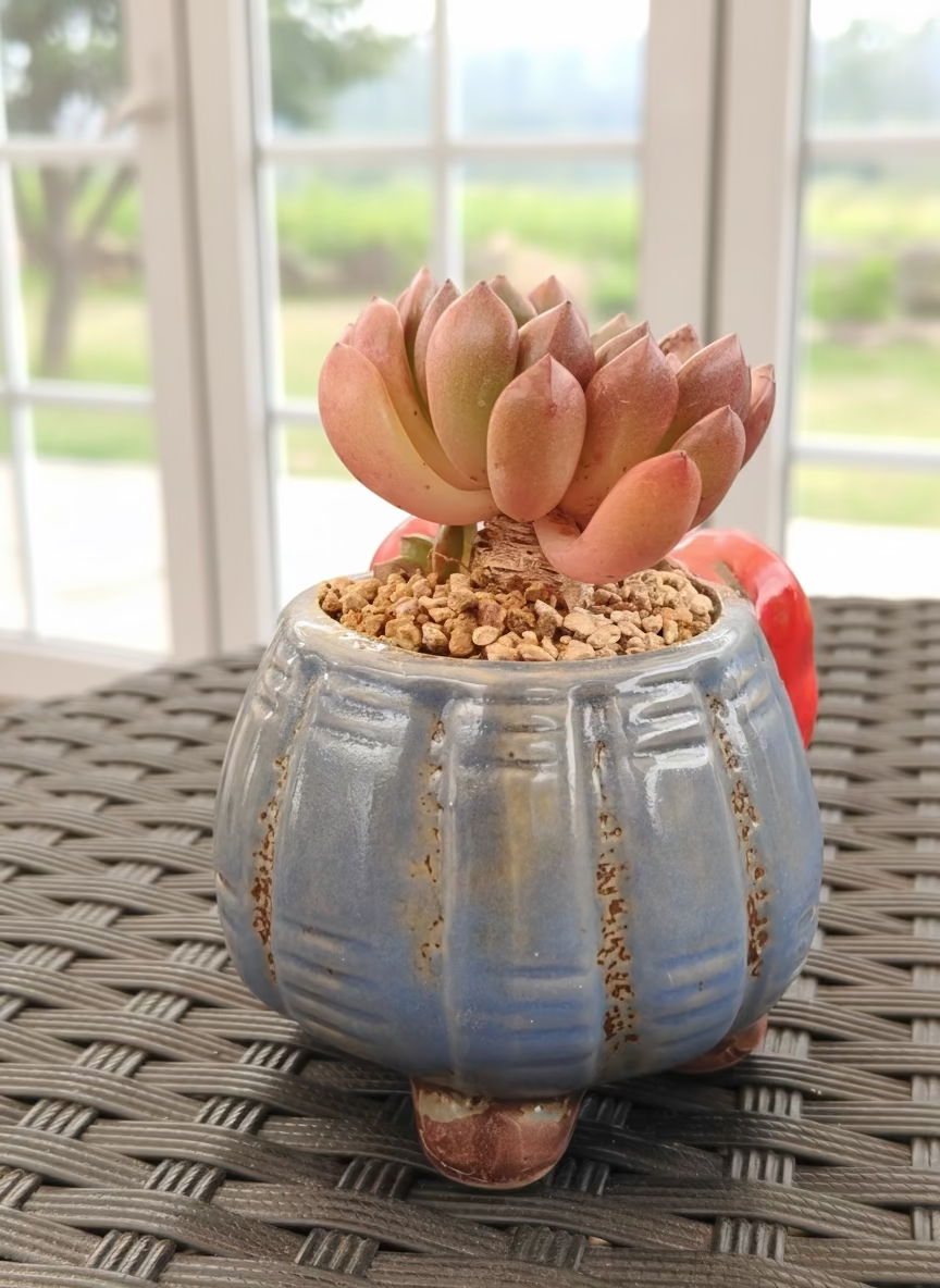 Succulent Festive Blue Red Bow Planter – Sedeveria ‘Pink Ruby’ - SlowBloomGreens