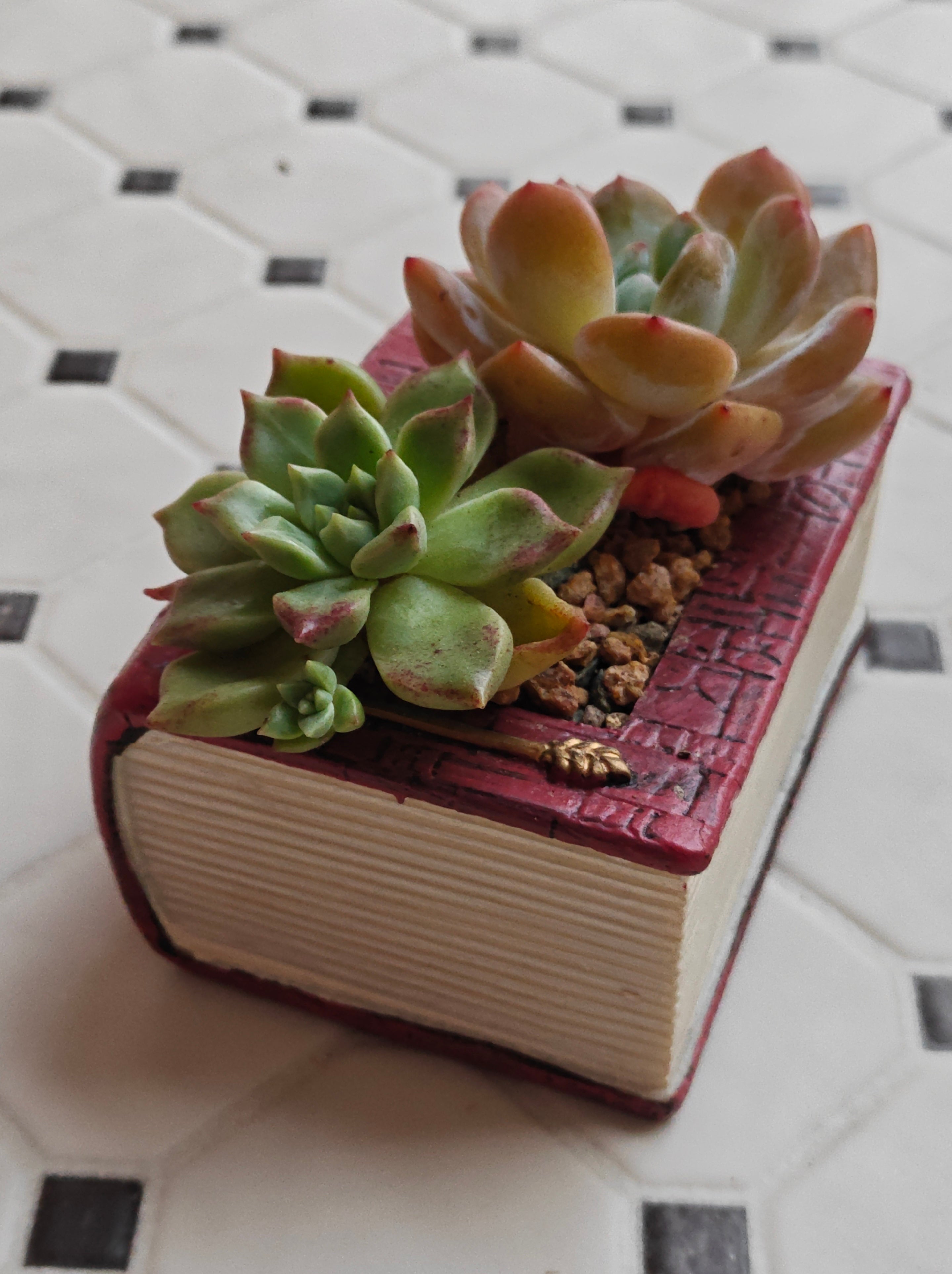 Succulent Book Nook Planter– Assorted Succulents