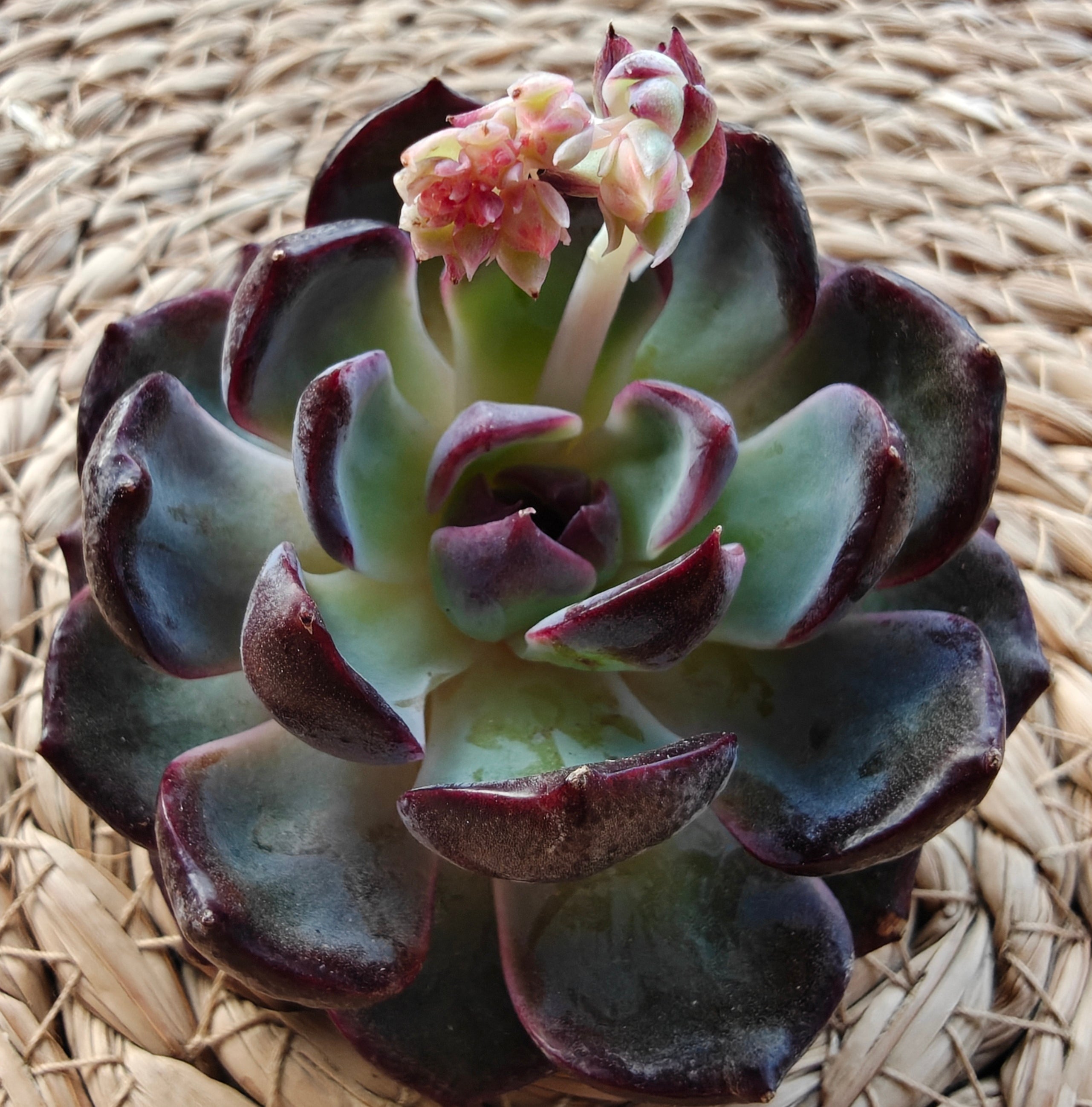 Echeveria ‘Black Prince’ – Bare Root Succulent