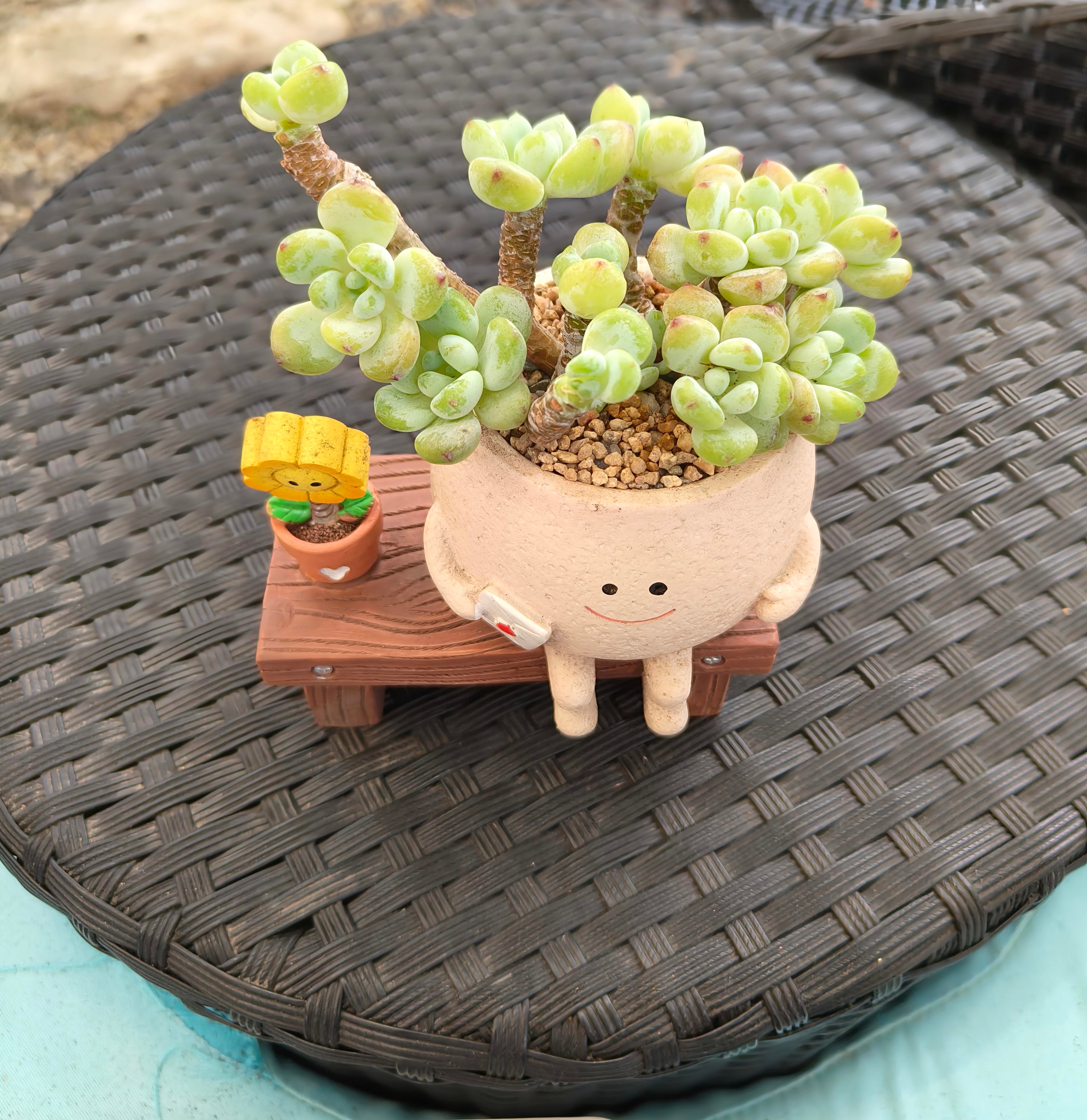 Succulent Happy Buddy Planter – Tiscalatengo Gorge Sedum - SlowBloomGreens