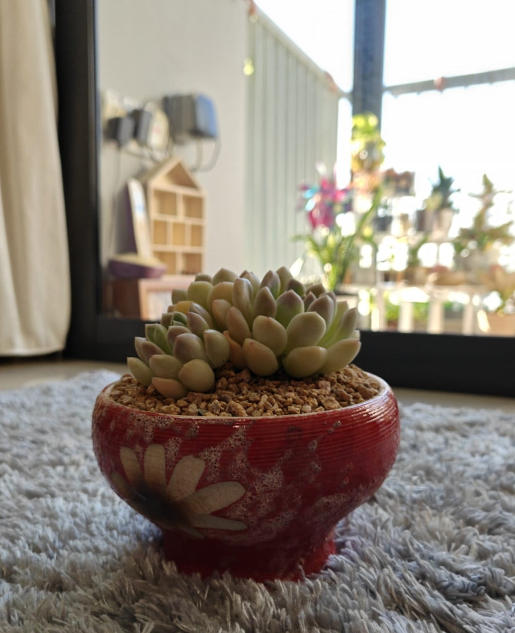 Succulent Moonlit Red Planter – Graptoveria 'Opalina' - SlowBloomGreens