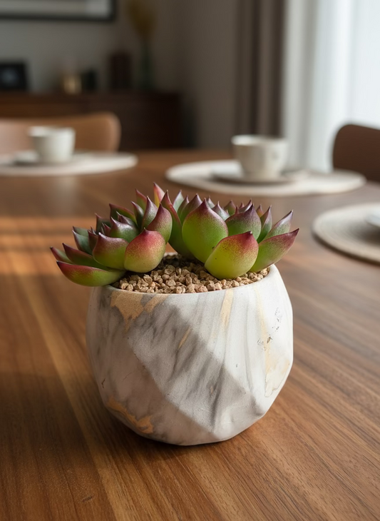 Succulent Classic Marble Gold Planter - Echeveria Agavoides