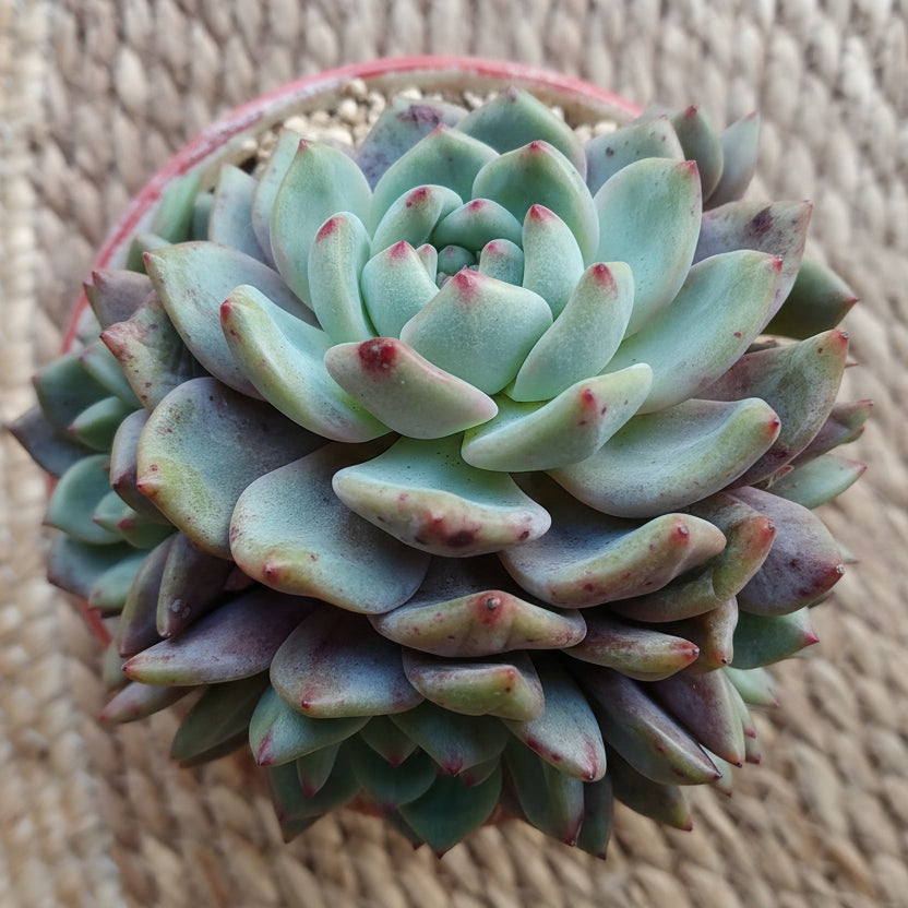 Succulent Moonlit Red Planter – Echeveria hybrid (huge) - SlowBloomGreens
