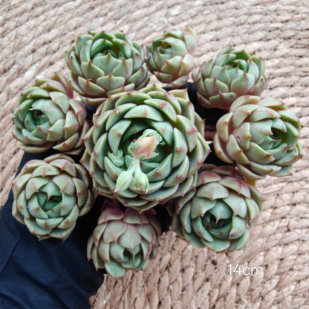 Bare Root Succulent - Echeveria 'Ben Badis' Cluster