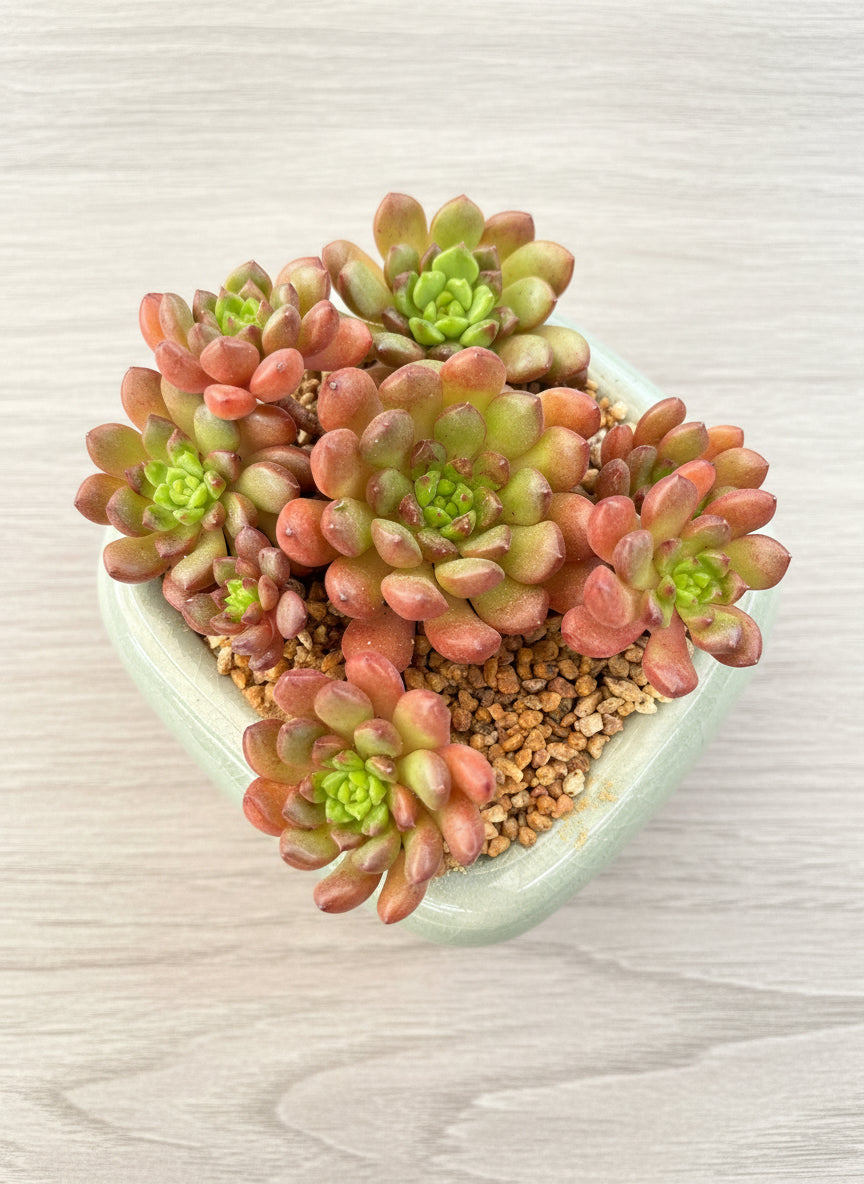 Succulent Zen Square Pastel Blue Planter – Sedeveria ‘Pink Ruby’ - SlowBloomGreens