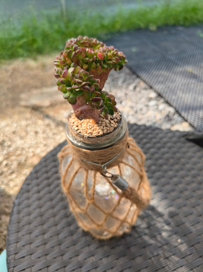 Succulent Retro Hemp Rope Vase - Sedeveria 'Letizia' crista