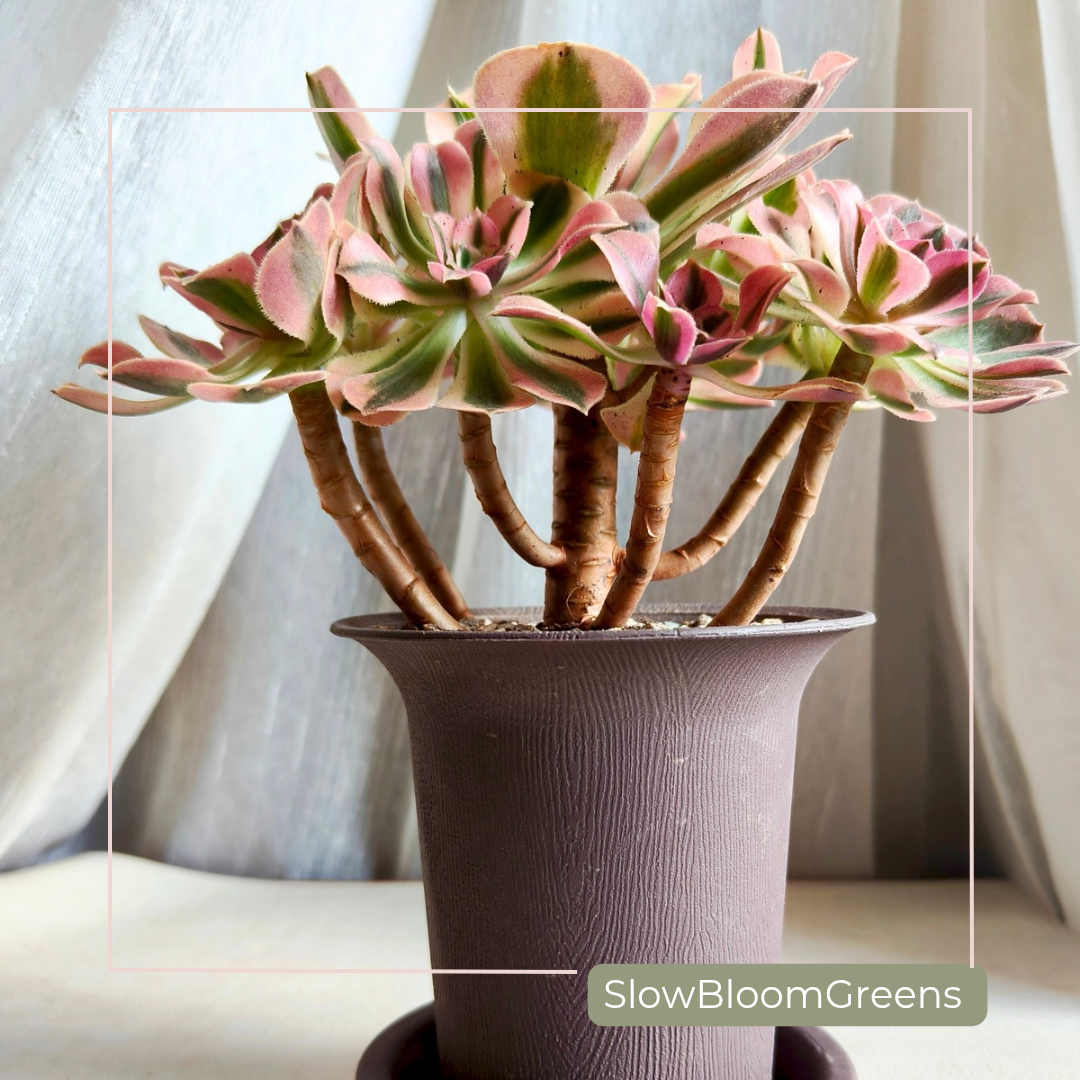 Aeonium Pink Witch Variegata – Rare Bare Root Succulent