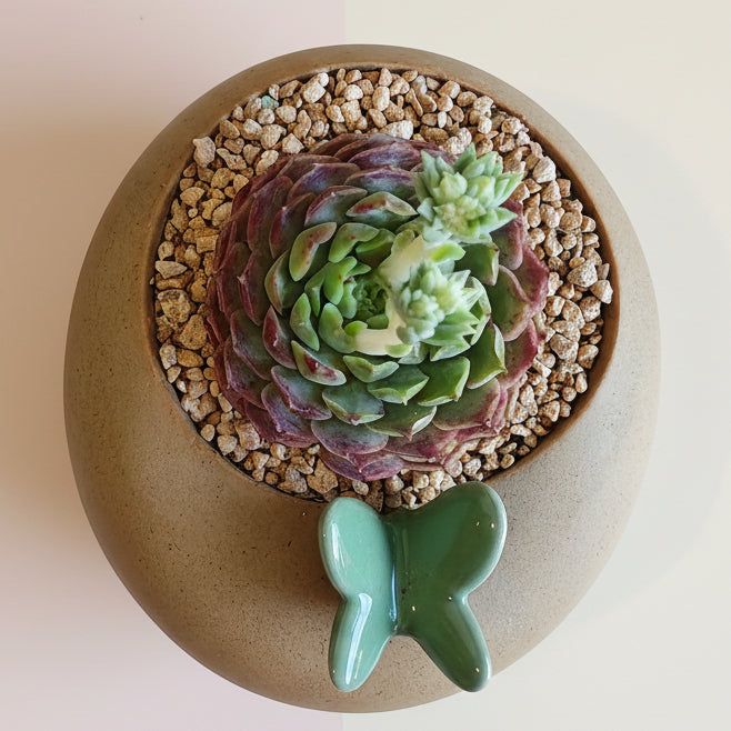 Succulent Butterfly Planter – Echeveria hybrid 'Red Hole (double blooming) - SlowBloomGreens