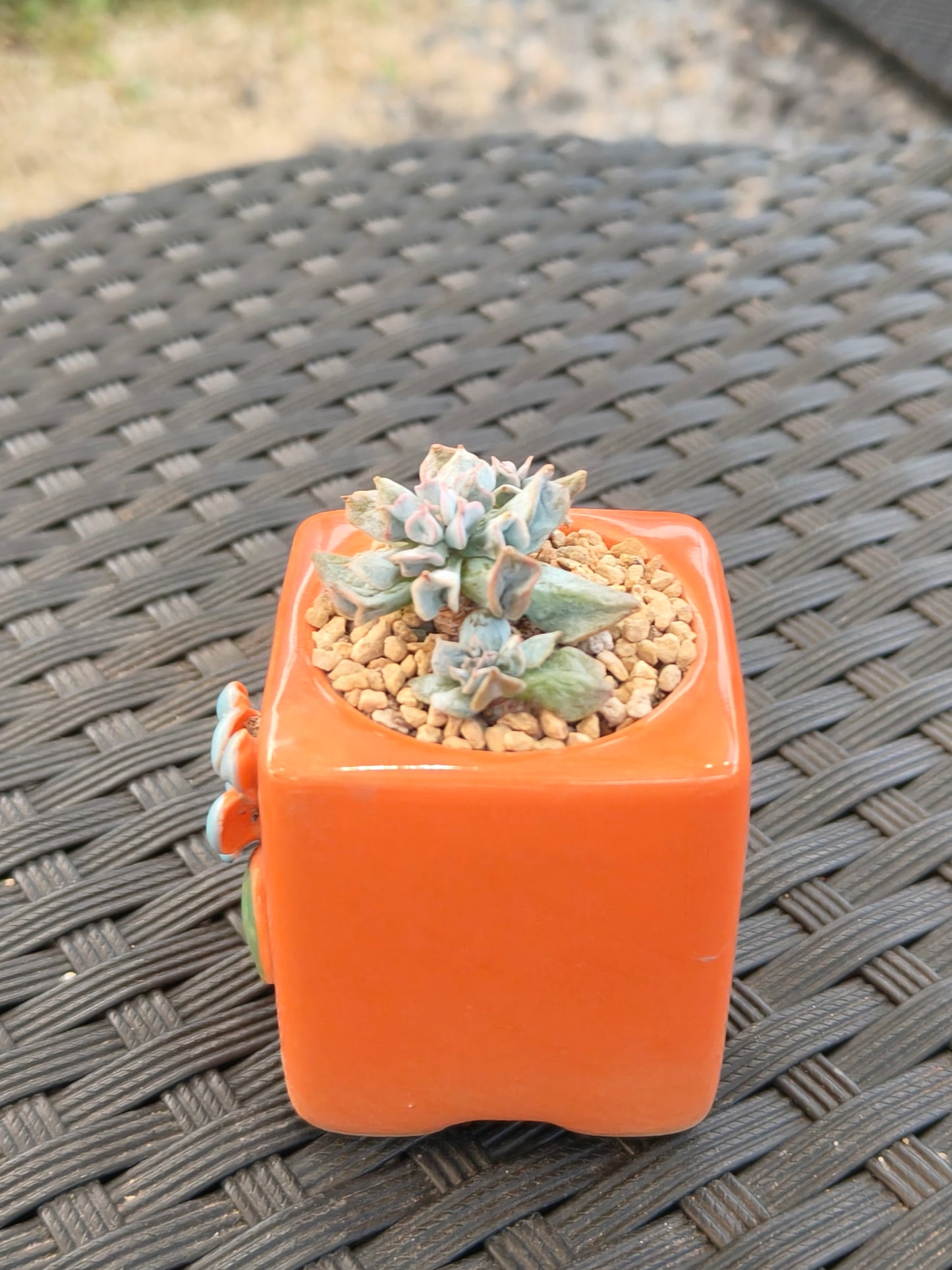 Succulent Floral Charm Orange Mini Planter – Echeveria 'Cubic Frost' (Botle tree)