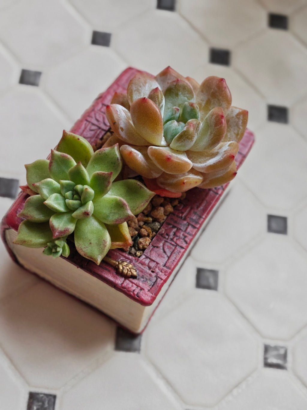 Succulent Book Nook Planter– Assorted Succulents - SlowBloomGreens