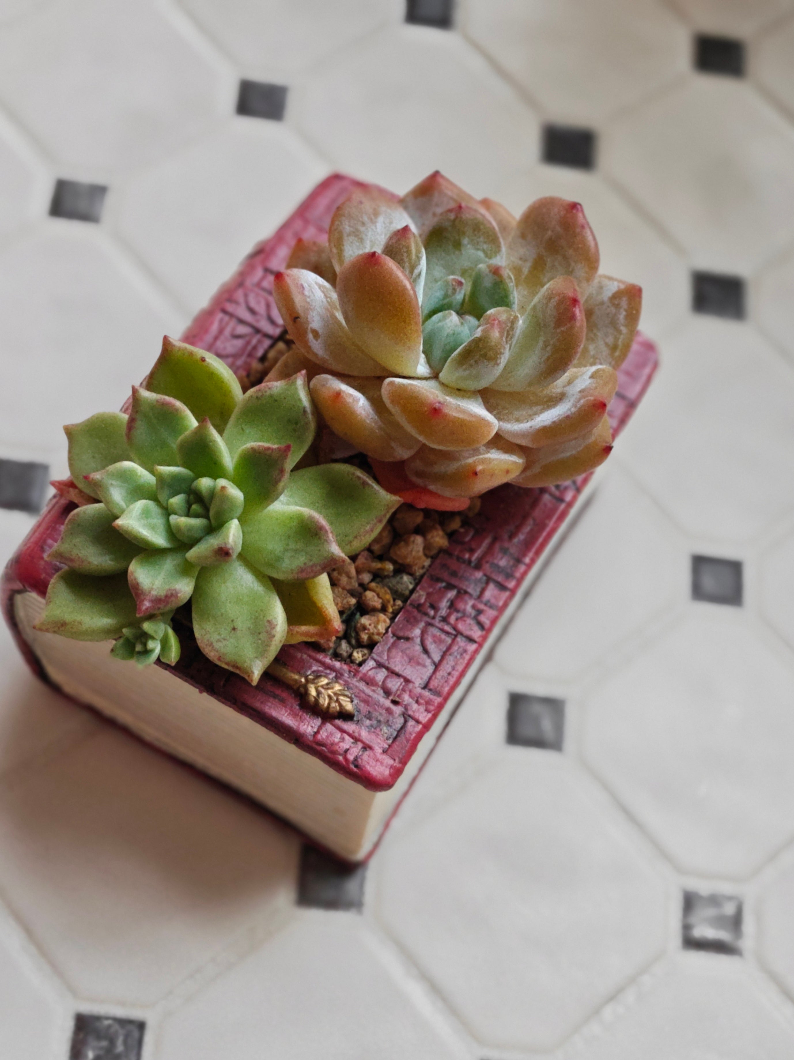 Succulent Book Nook Planter– Assorted Succulents