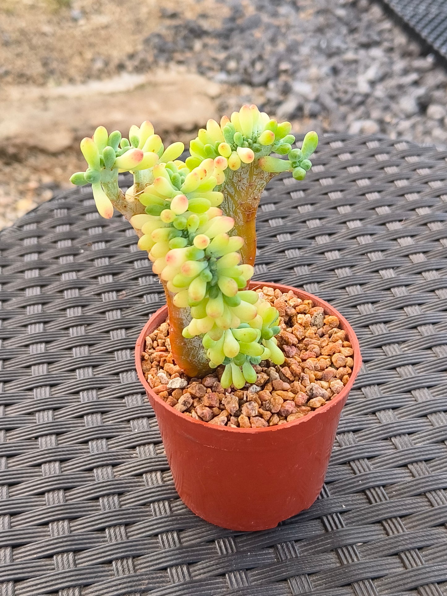 Succulent Starter Planter - Sedum Pachyphyllum 'Jellybeans'