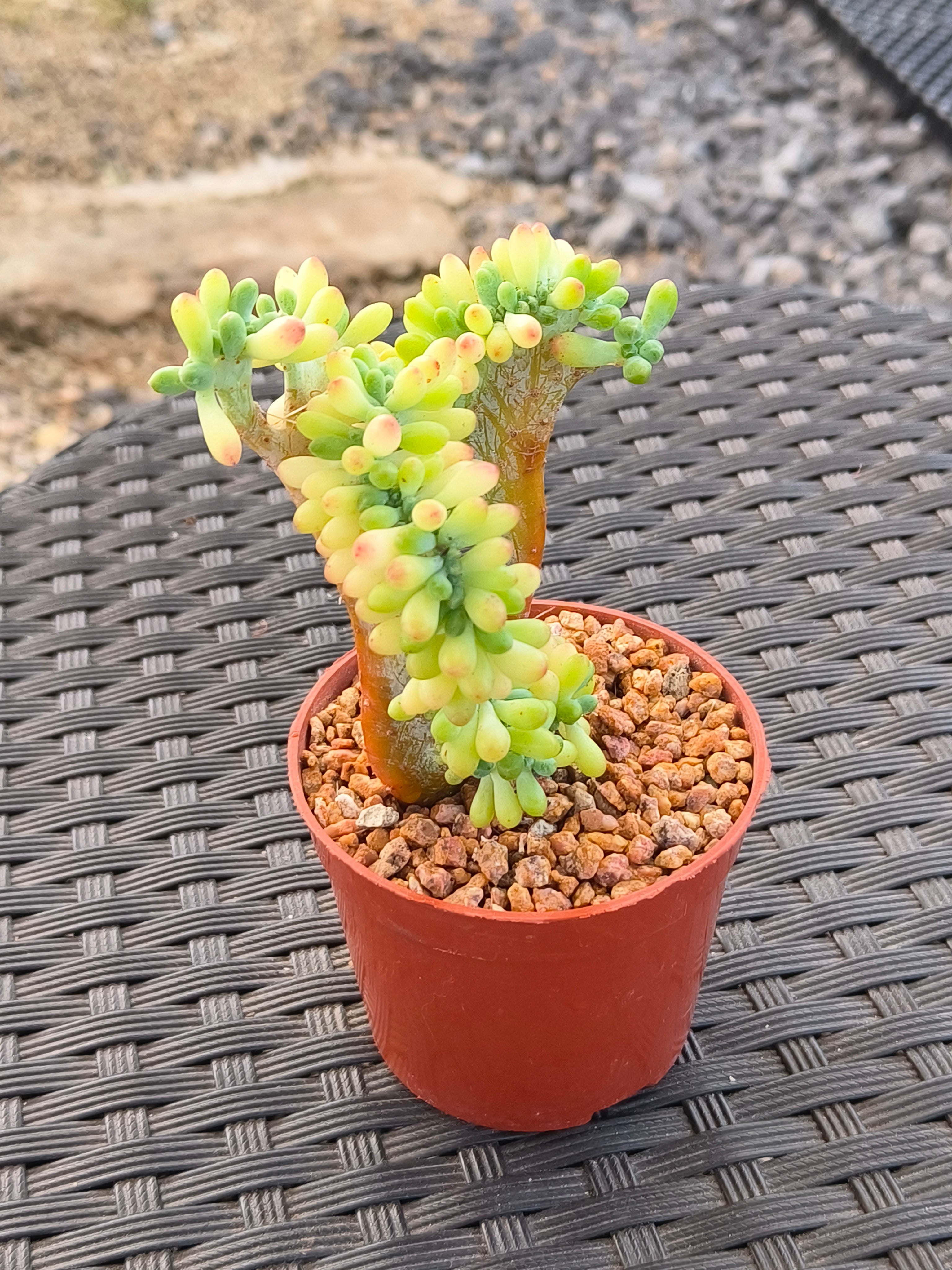 Succulent Starter Planter - Sedum Pachyphyllum 'Jellybeans' - SlowBloomGreens