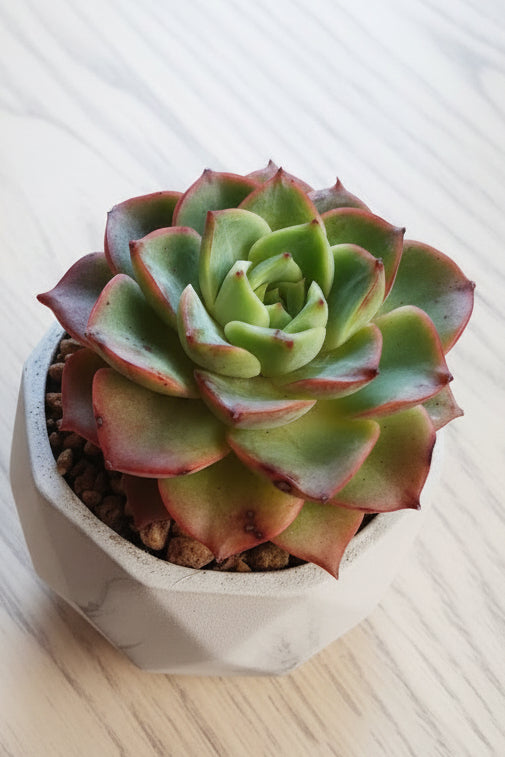 Classic Marble Ash Planter – Echeveria Agavoides - SlowBloomGreens