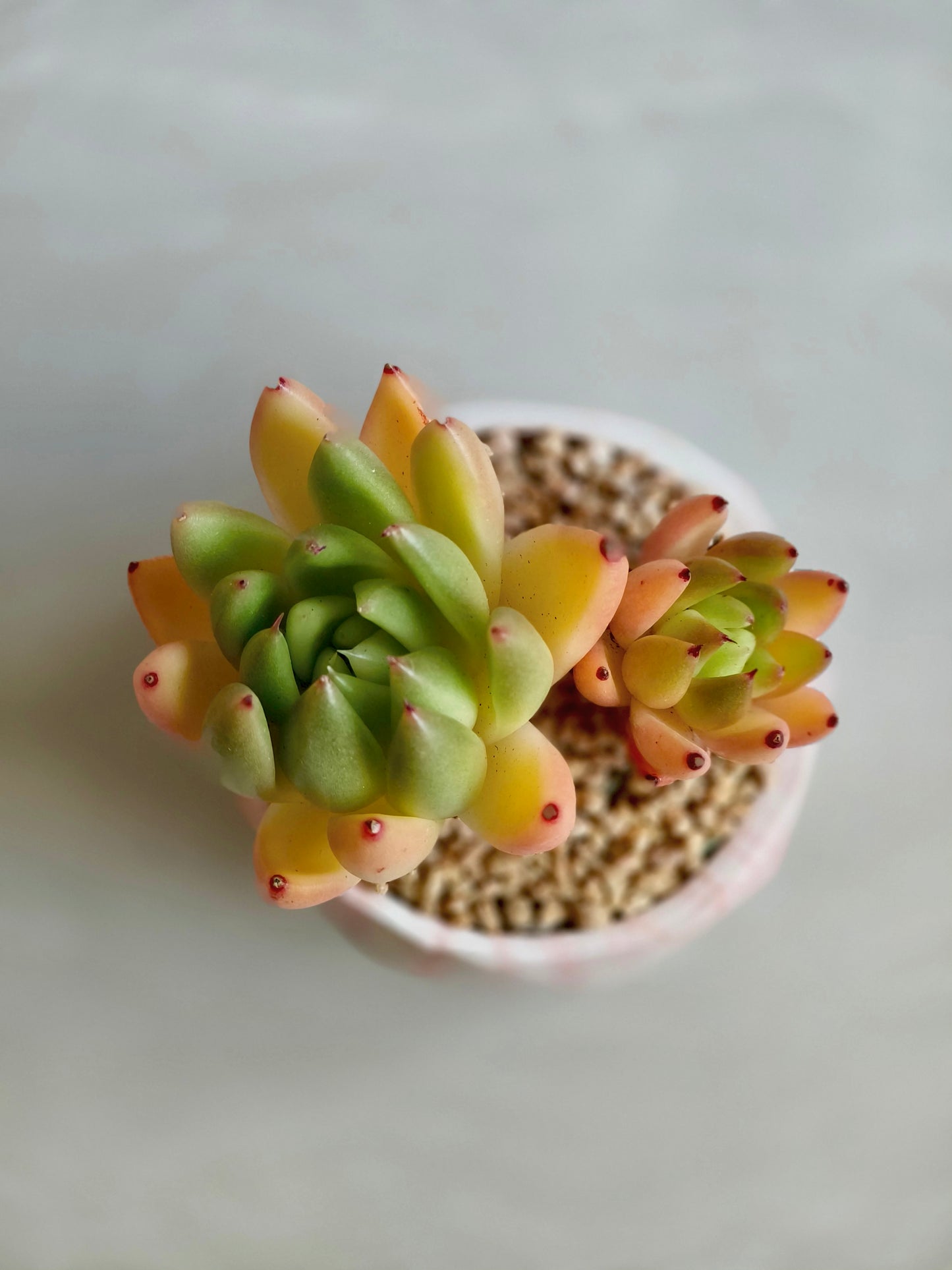 Succulent Classic Marble Orange Planter – Lipstick Echeveria