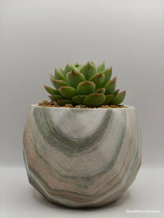 Succulent Classic Marble Earth Green Moss - SlowBloomGreens
